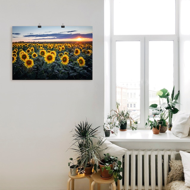 Größen im Wandbild Leinwandbild, Wandaufkleber St.), Sonne »Sonnenblumenfeld, (1 Poster Raten auf oder Hintergrund«, in als versch. Artland Blumenwiese, kaufen Alubild,