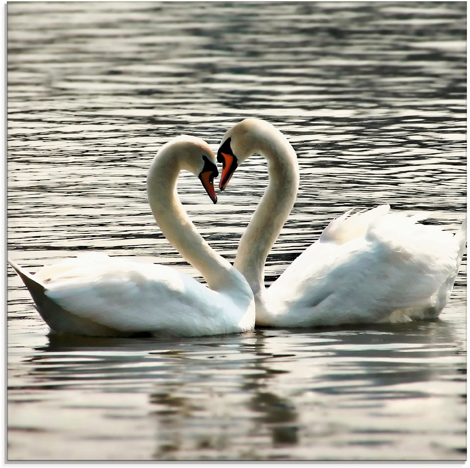 Artland Glasbild Schwänen«, »Liebesspiel bequem (1 Größen Vögel, verschiedenen von in St.), kaufen