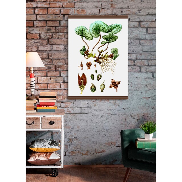 queence Leinwandbild »Pflanzen Anatomie«, 50x70 cm auf Rechnung kaufen