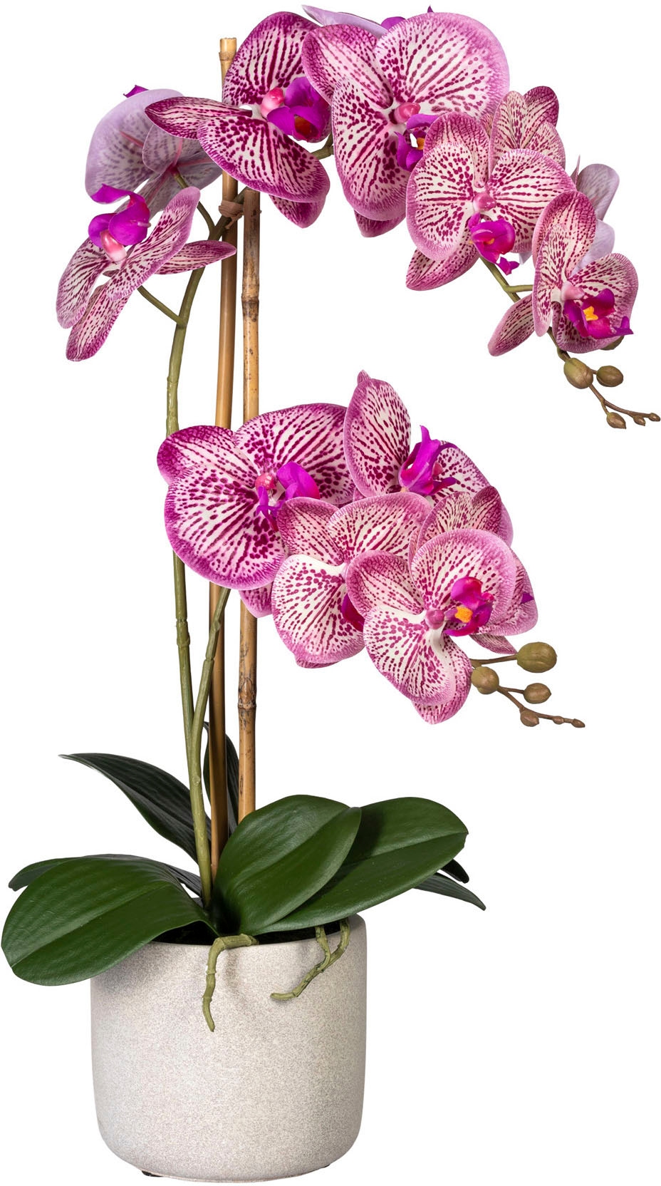 Creativ green Kunstorchidee »Phalaenopsis«, Rechnung bestellen im auf Zementtopf