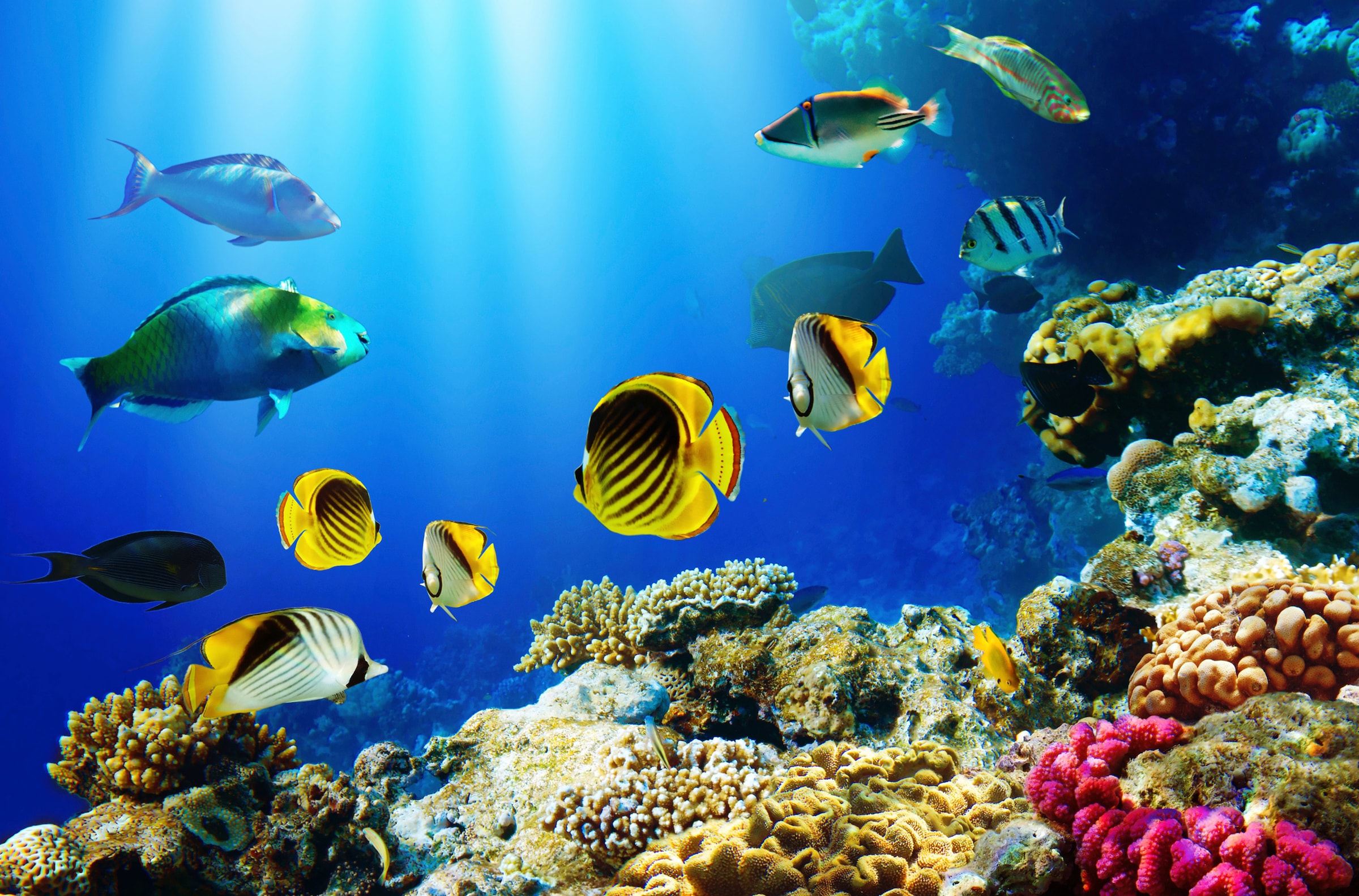 Papermoon, Fototapete »UNTERWASSER-WELT-FISCHE KORALLE SEE MEER TIERE OZEAN«, bunt, Vlies, B/L: 1,5 m x 1,11 m - Bahnen: 7 Stk., bunt