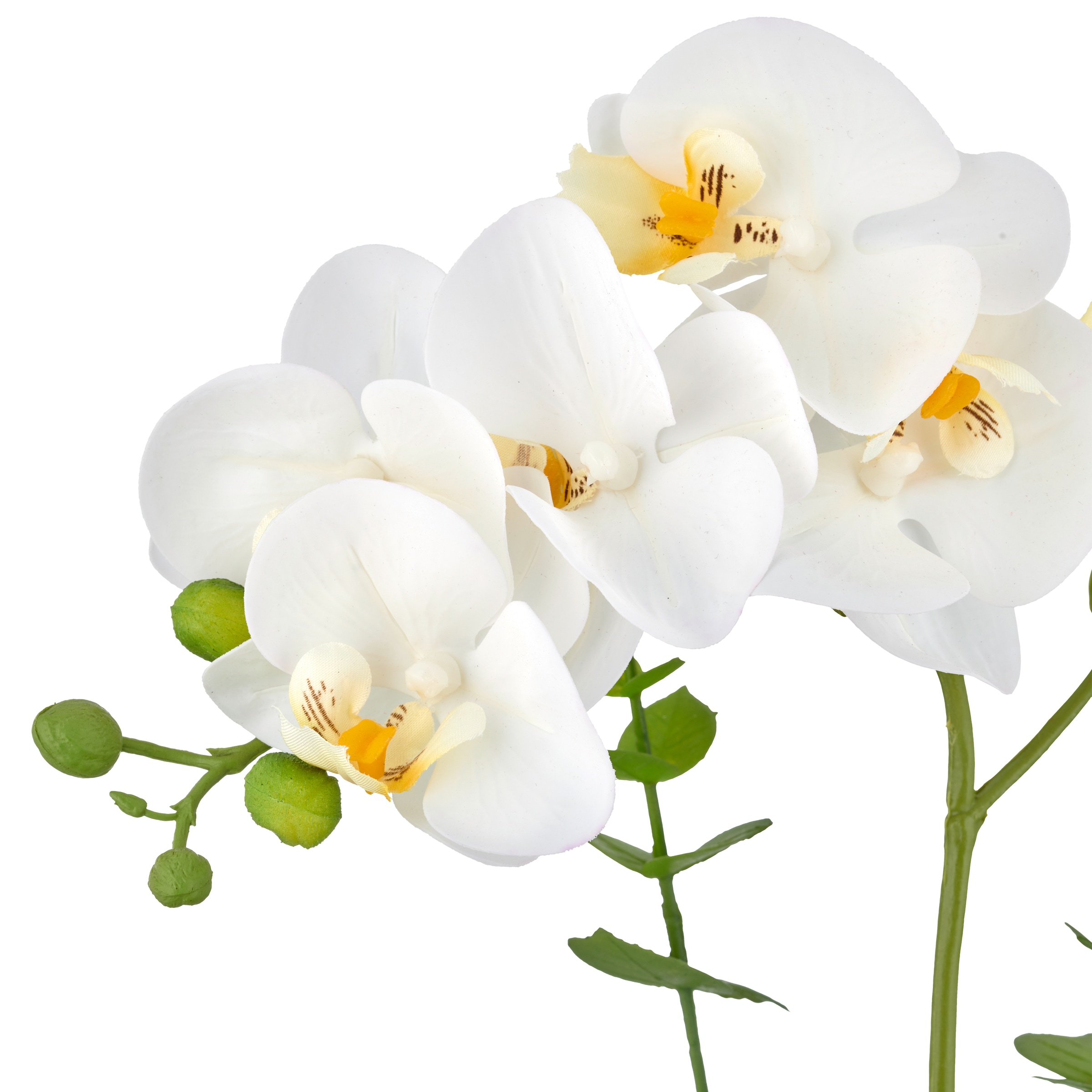 Creativ green Kunstorchidee »Orchidee Phalaenopsis«, mit Eukalyptuszweigen