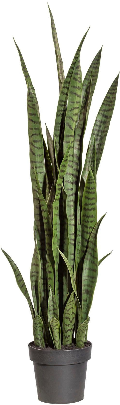 Creativ green Kunstpflanze »Sanseveria« online kaufen | mit 3 Jahren XXL  Garantie