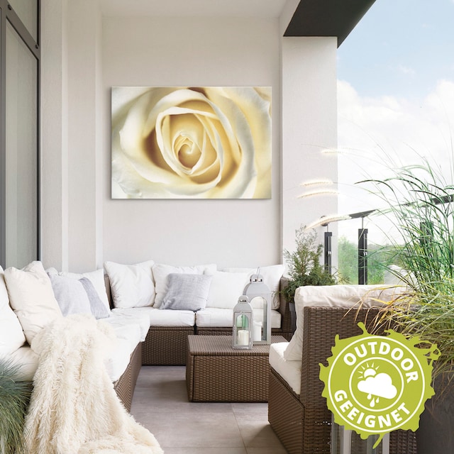 Artland Wandbild »Weiße Rose«, Blumen, (1 St.), als Alubild, Leinwandbild,  Wandaufkleber oder Poster in versch. Größen bequem kaufen