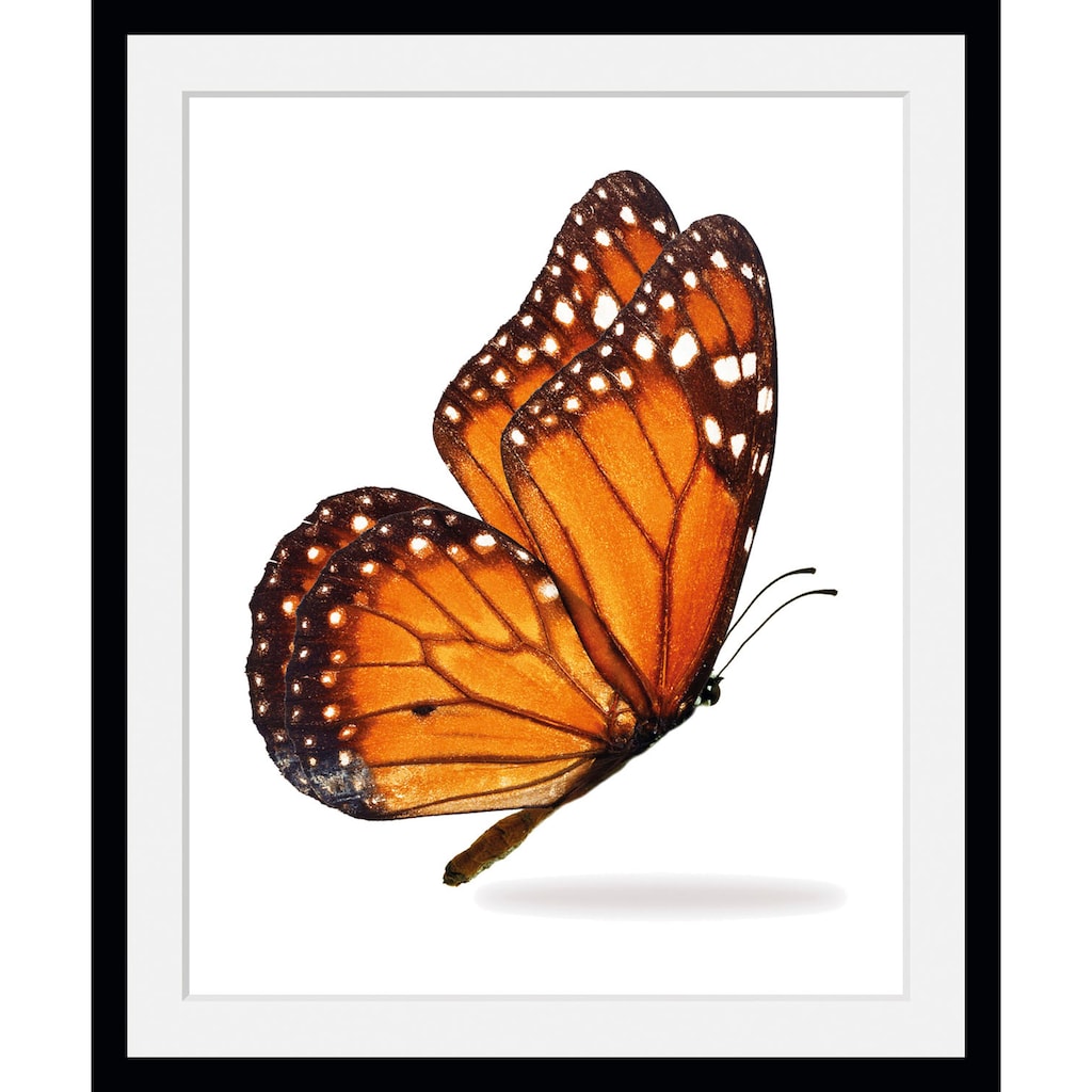 queence Bild »Jalina«, Schmetterlinge, (1 St.)