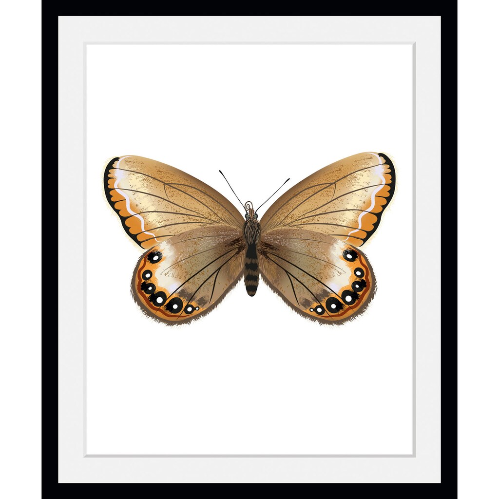 queence Bild »Lexy«, Schmetterlinge, (1 St.)