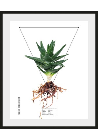 queence Bild »Aloe vera«, (1 St.) kaufen