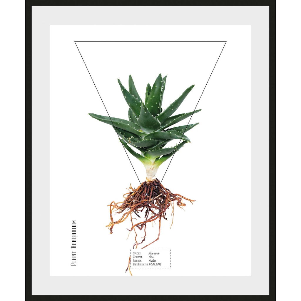queence Bild »Aloe vera«, (1 St.)