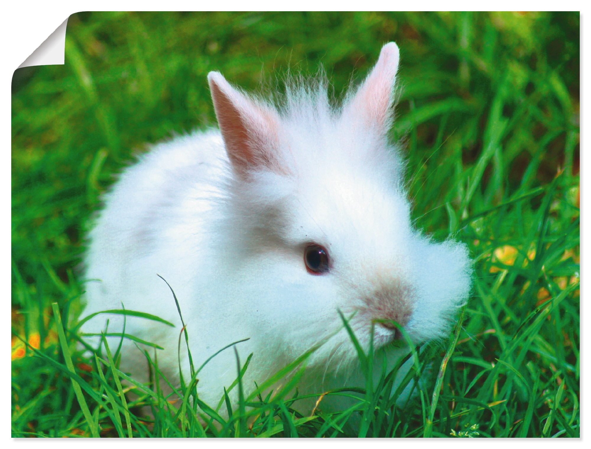 Artland Wandbild »Weißes Rechnung Wildtiere, (1 Wandaufkleber Poster, in Größen Zwergkaninchen Baby«, St.), kaufen als auf verschied