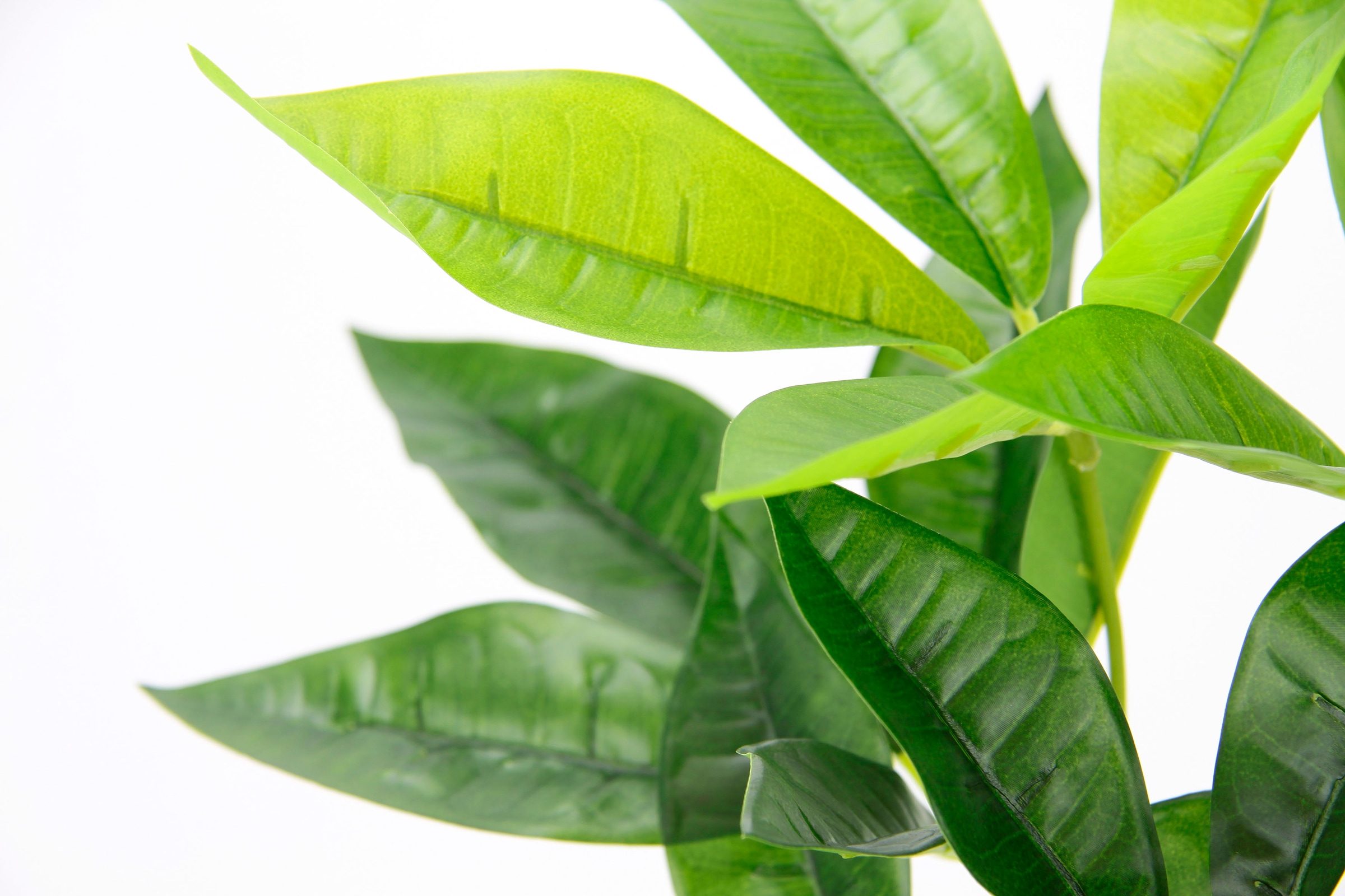 I.GE.A. Kunstpflanze »Schefflera«, Mit Übertopf Künstliche Seidenblumen