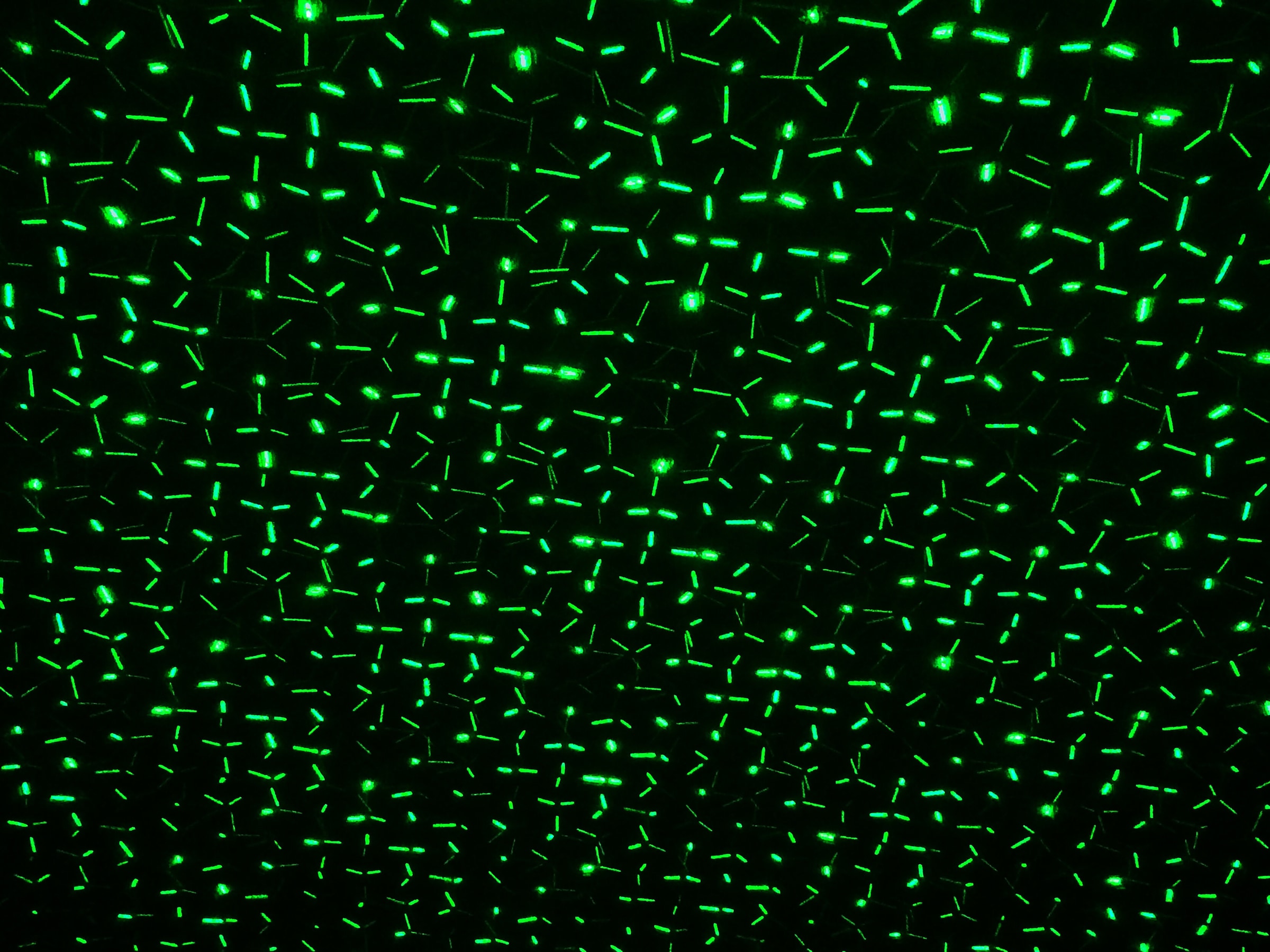näve Laserstrahler »LED Projektor«, 1 flammig, Leuchtmittel LED-Modul | LED fest integriert-Laser, Projektionsfarbe rot und grün, diverse Programme, Funk-Fernbedienung