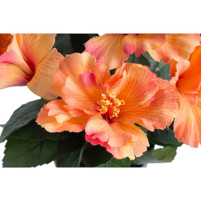 Botanic-Haus Kunstblume »Hibiskus im Topf« auf Raten bestellen