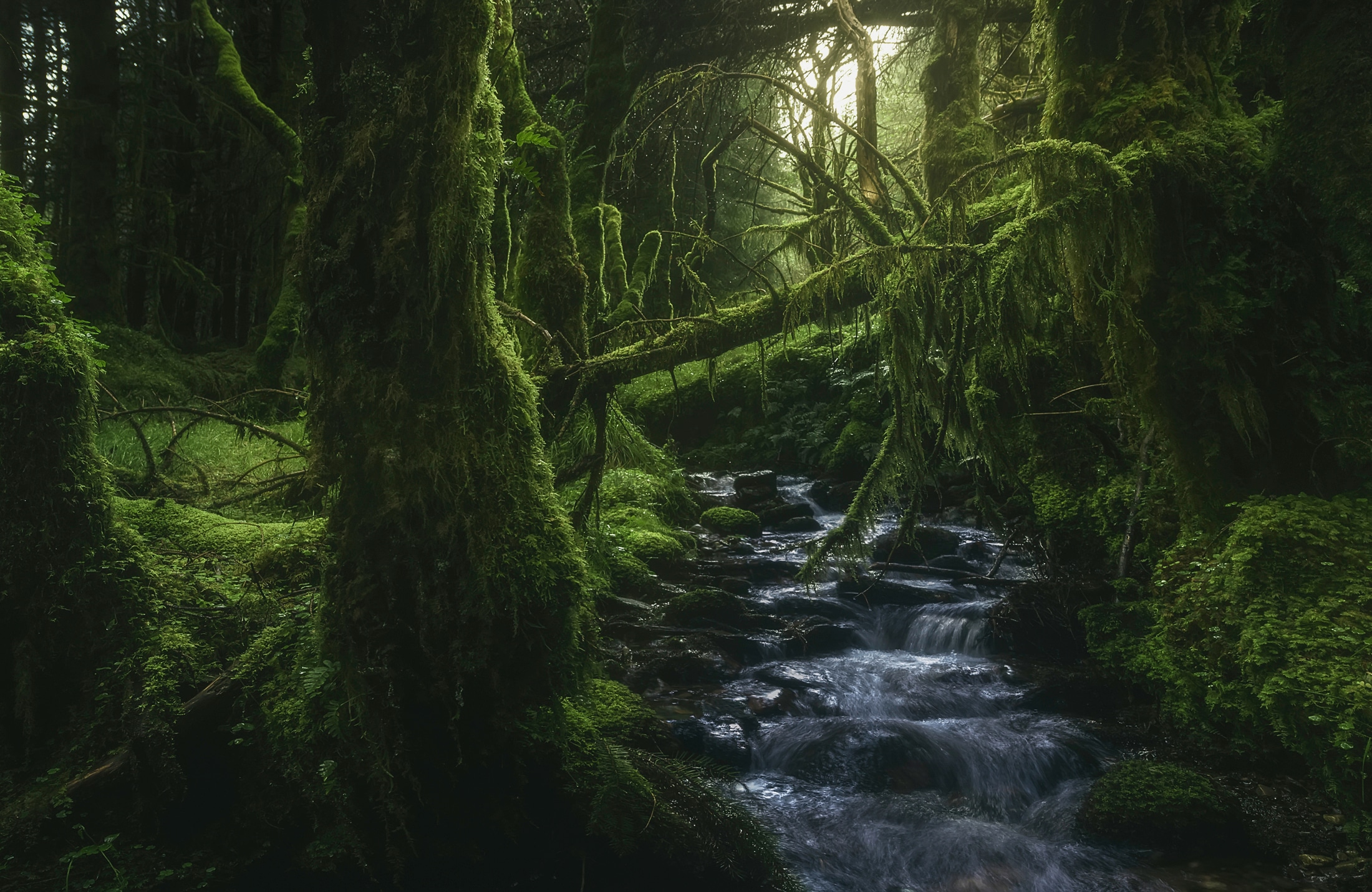 Papermoon, Fototapete »Photo-Art JAVIER DE LA, MÄRCHENWALD VERWUNSCHEN MYSTISCH«, bunt, Vlies, B/L: 4,5 m m x 2,8 m m - Bahnen: 9 Stk. St., bunt