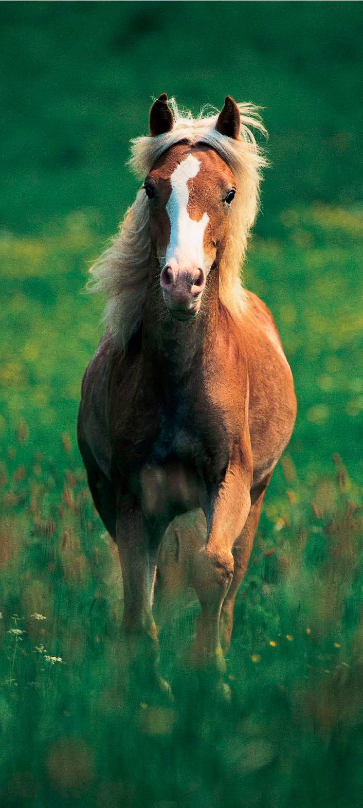 Fototapete »Haflinger Horse - Türtapete«, matt