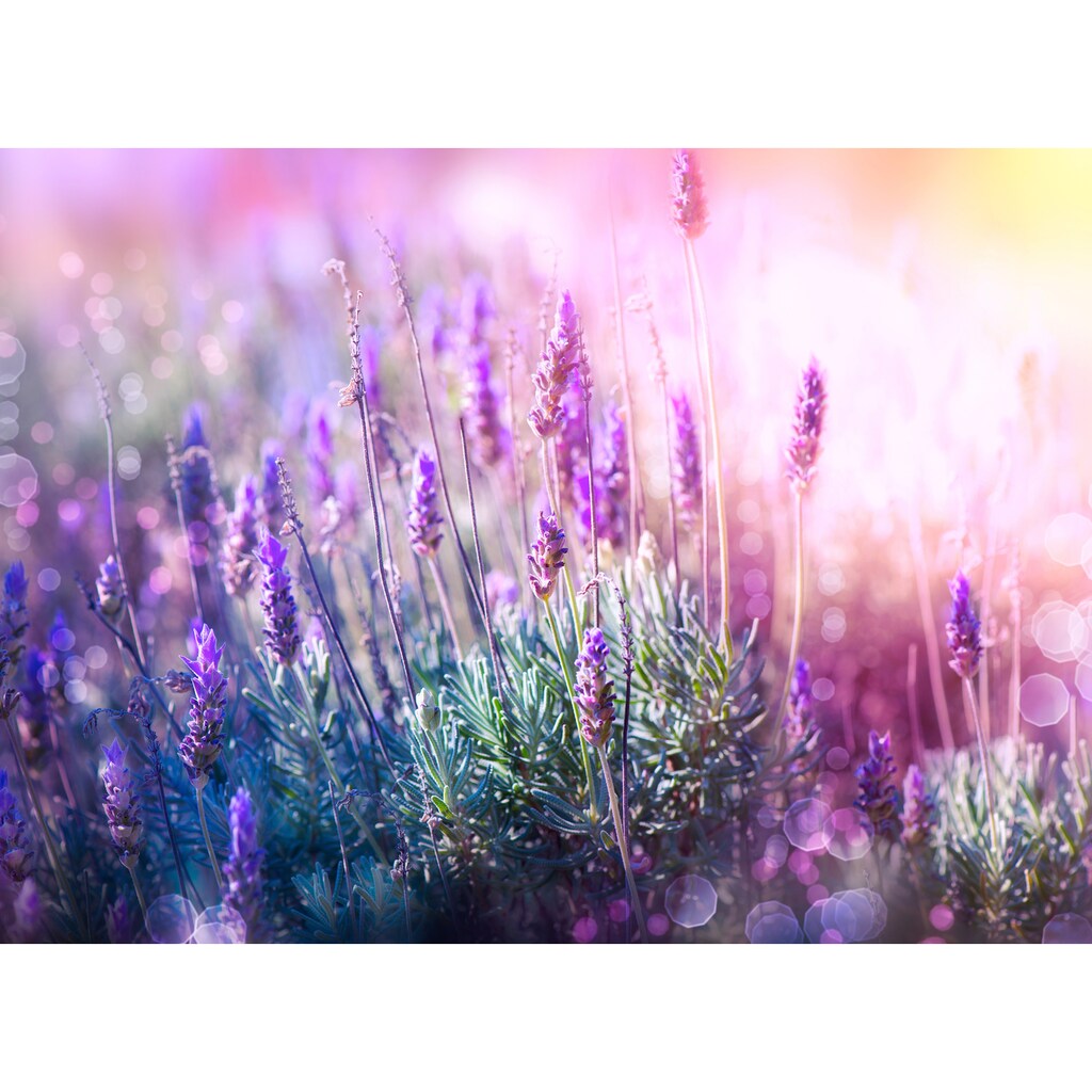 Papermoon Fototapete »Lavender Field«