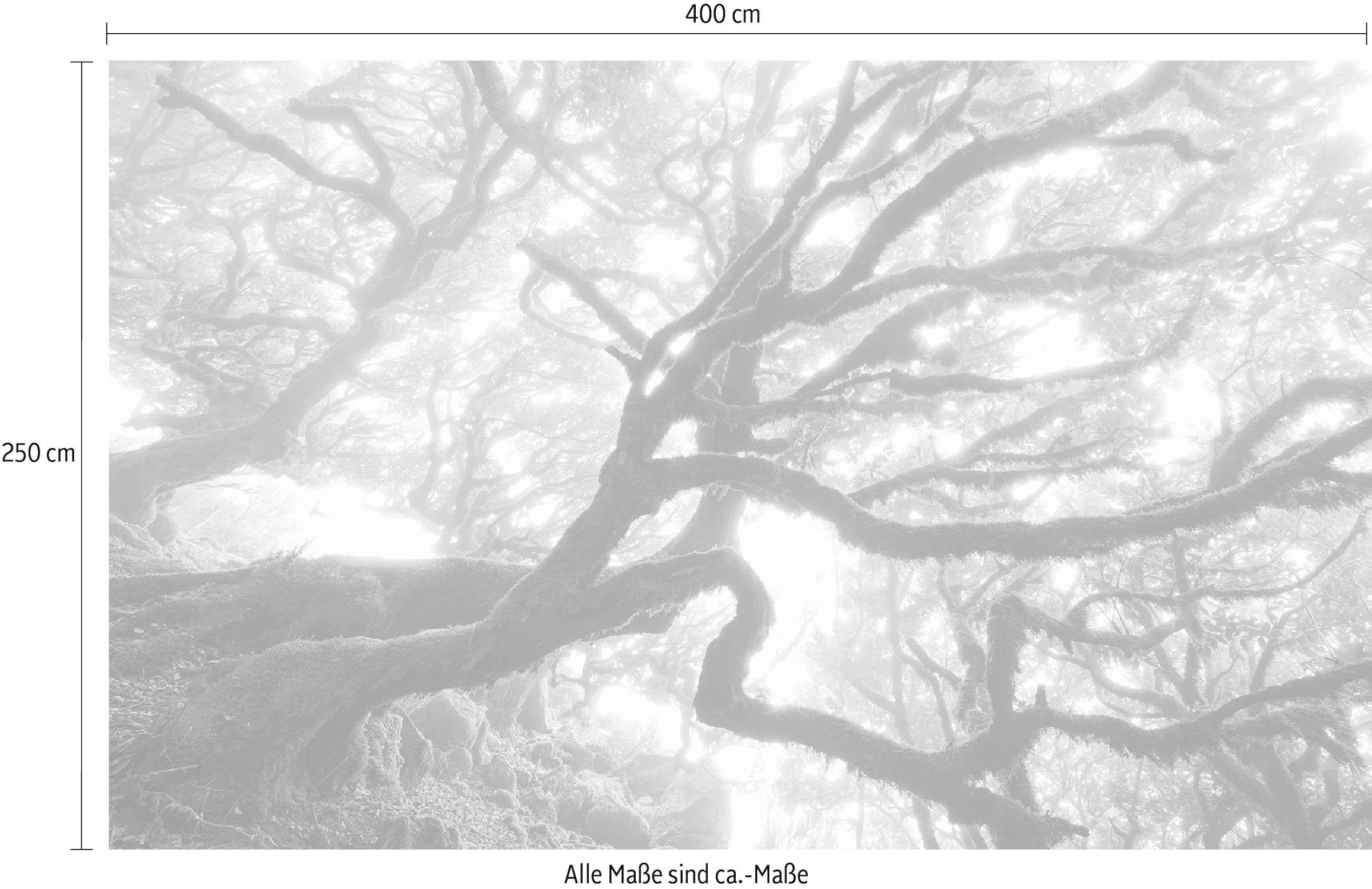 Komar Vliestapete »Digitaldruck Vlies - The Forgotten Forest - Größe 400 x 250 cm«, bedruckt, Wohnzimmer, Schlafzimmer