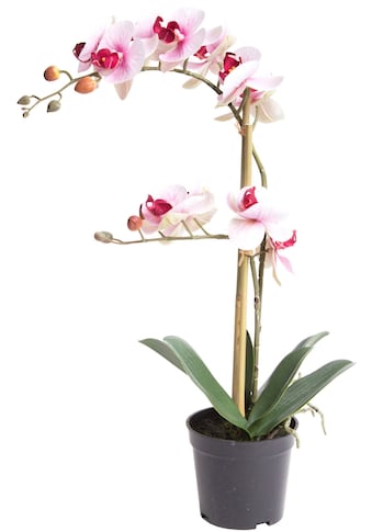 Botanic-Haus Kunstorchidee »Orchidee Bora«, (1 St.) kaufen