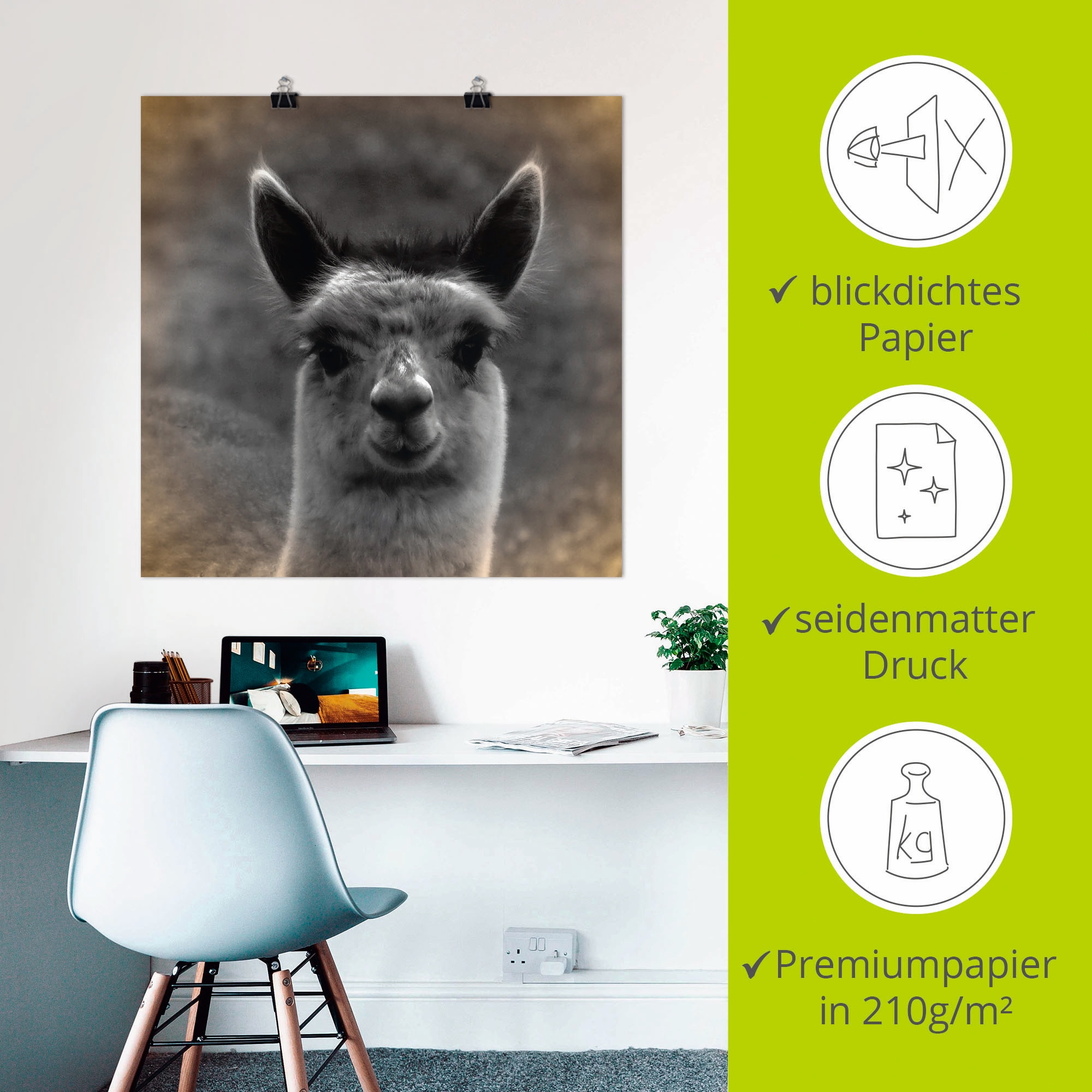 Artland Poster »Alpaka Blick« Wildtiere 1 Stk. tlg. ohne Rahmen