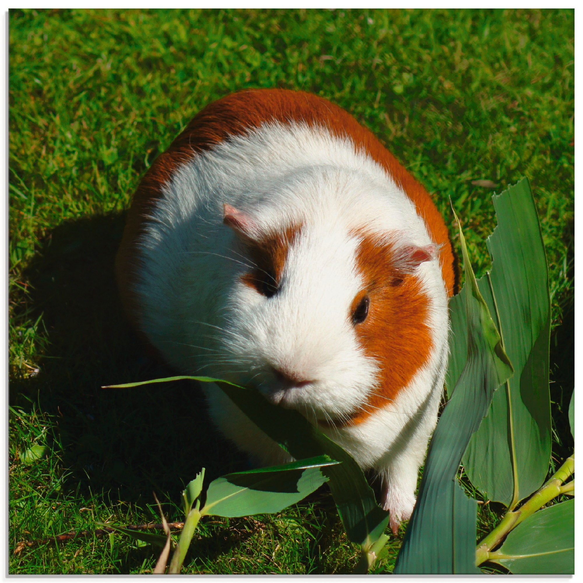 Artland Glasbild »Orange weißes Meerschweinchen«, bequem bestellen verschiedenen St.), Haustiere, (1 Größen in