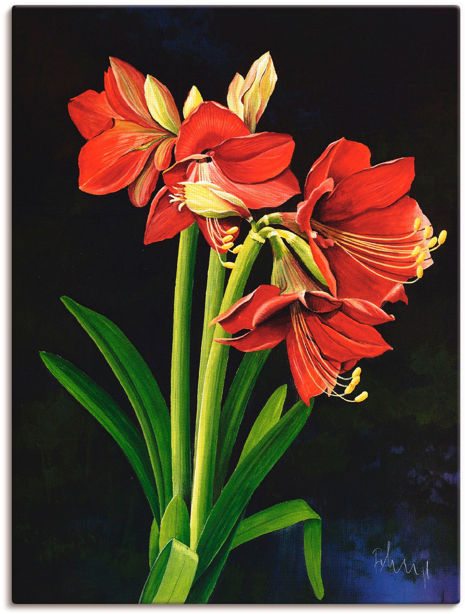 Artland Wandbild »Amaryllis«, Blumen, (1 St.), als Leinwandbild,  Wandaufkleber oder Poster in versch. Größen auf Rechnung kaufen