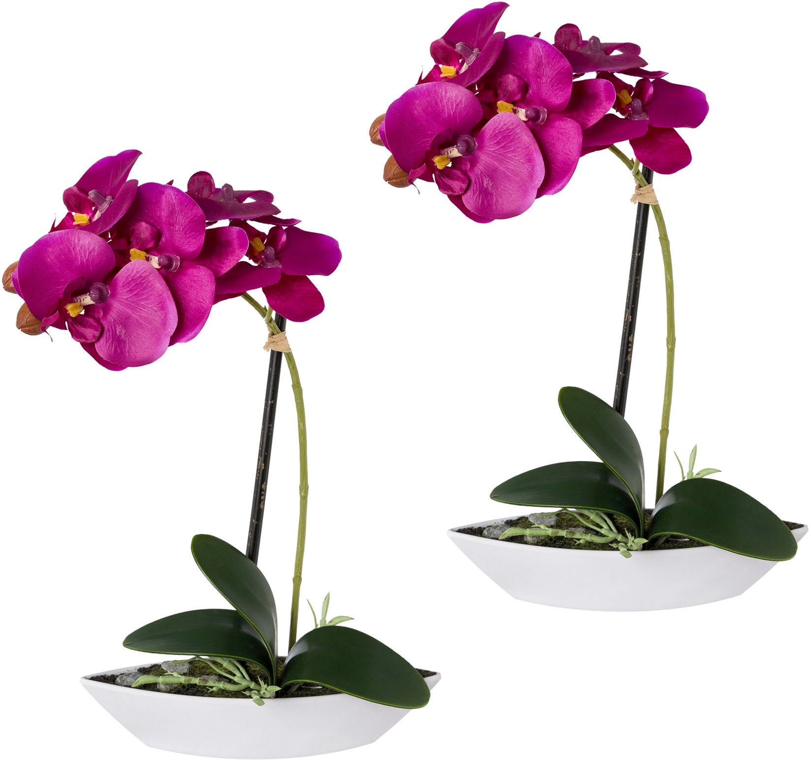 »Phalaenopsis«, Kunstorchidee Set, 2er green kaufen Creativ in Kunststoffschale bequem