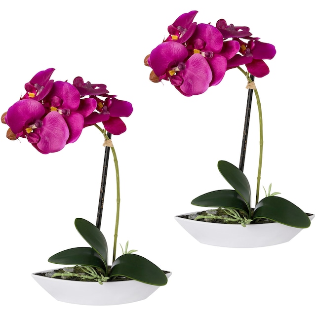 Creativ green Kunstorchidee »Phalaenopsis«, 2er Set, in Kunststoffschale  bequem kaufen