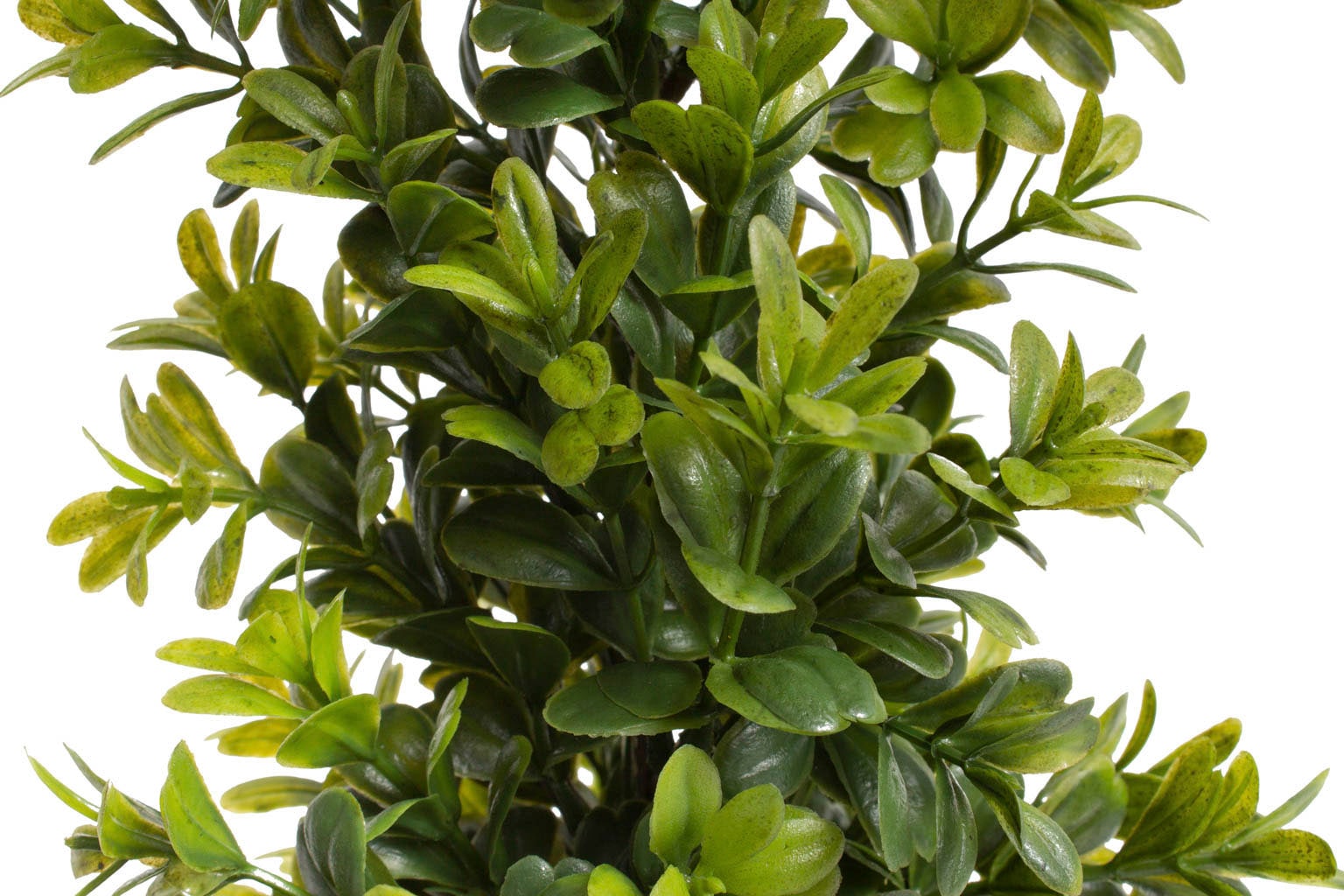 Zimmerpflanze Botanic-Haus bequem »Buchsbaum Künstliche im kaufen Topf«