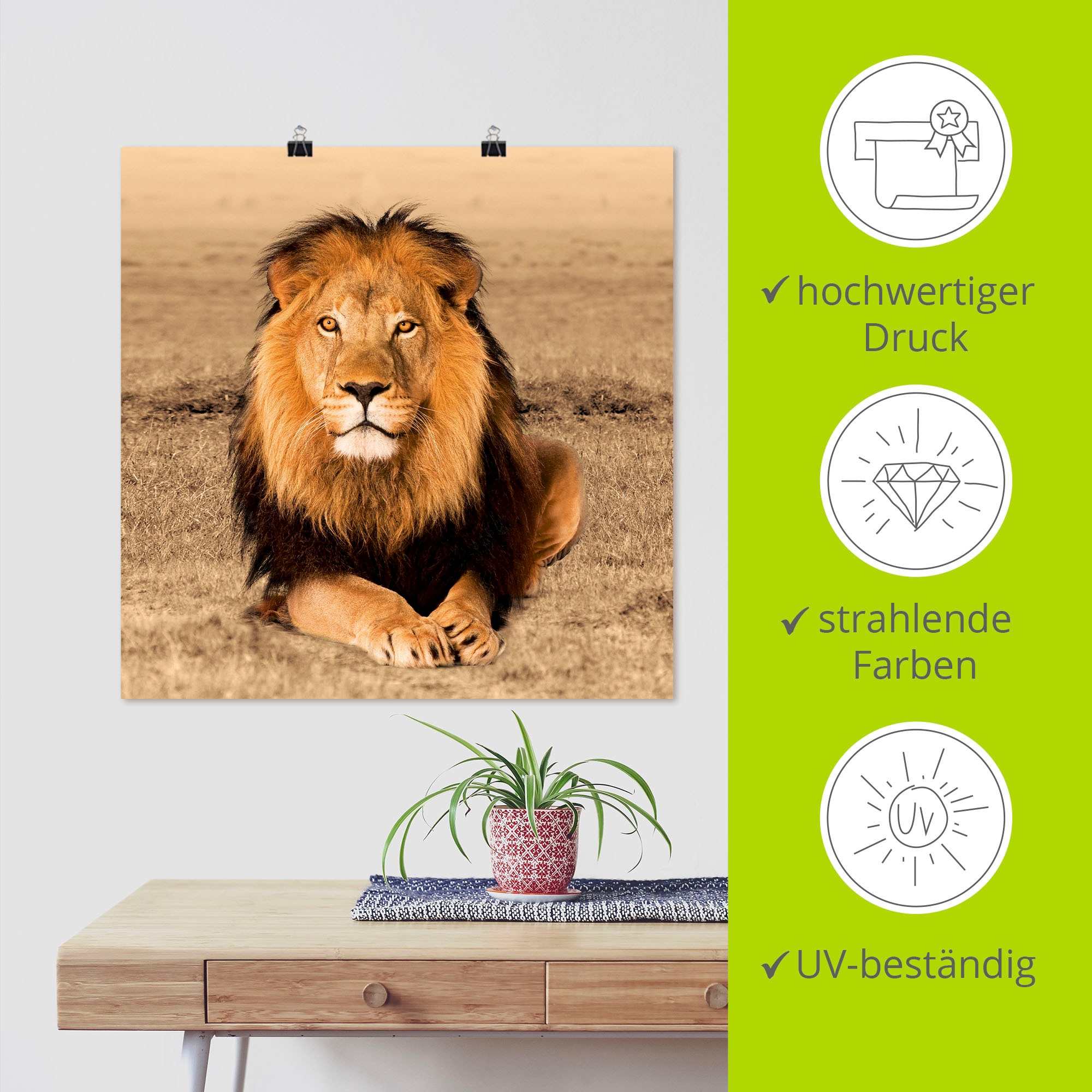 Artland Wandbild »Löwe« Wildtiere 1 Stk. tlg. als Alubild, Leinwandbild, Poster in verschied. Größen