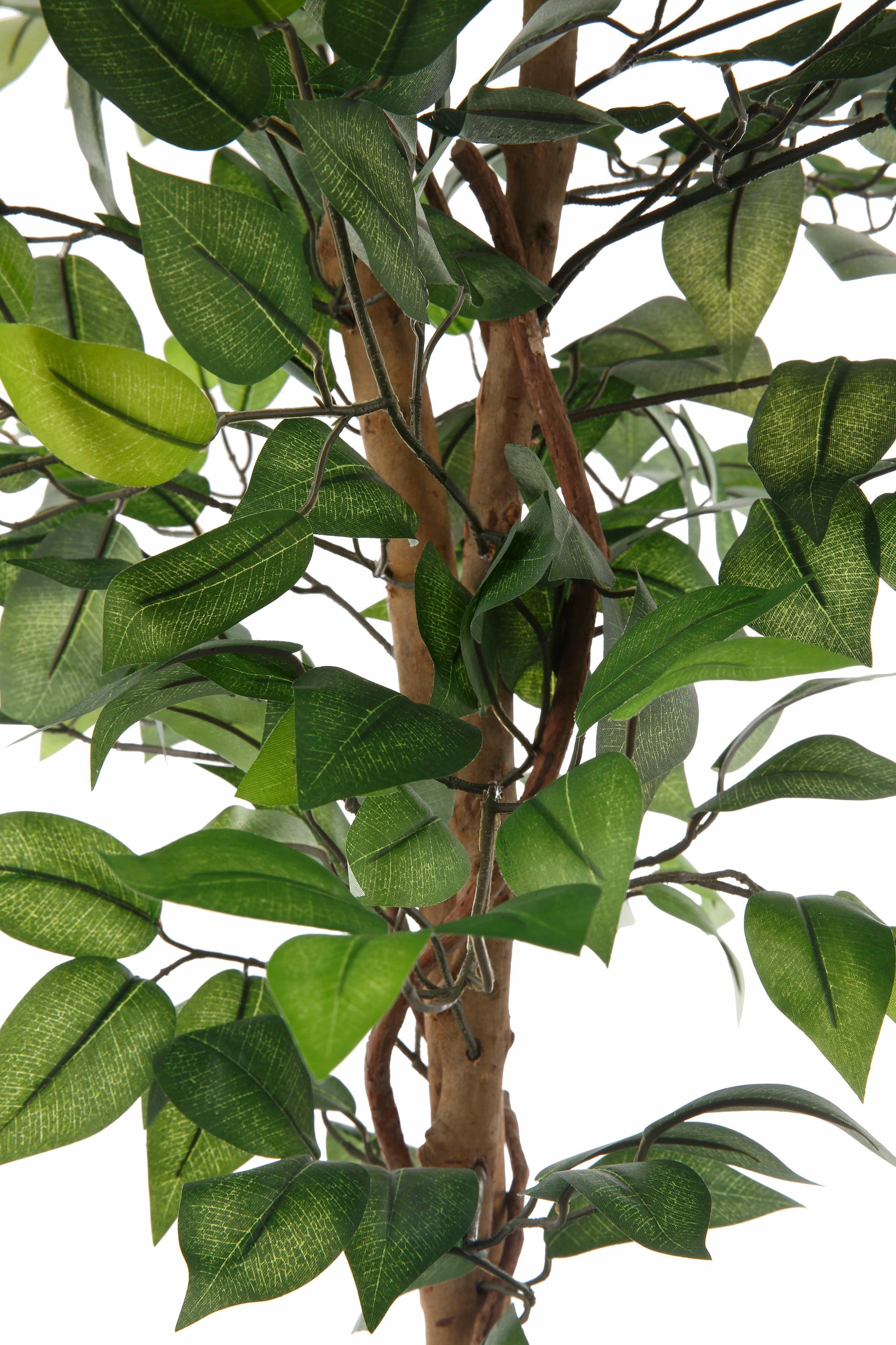 mit Jahren | Garantie »Ficus Benjamini« XXL 3 Creativ Kunstpflanze kaufen green online