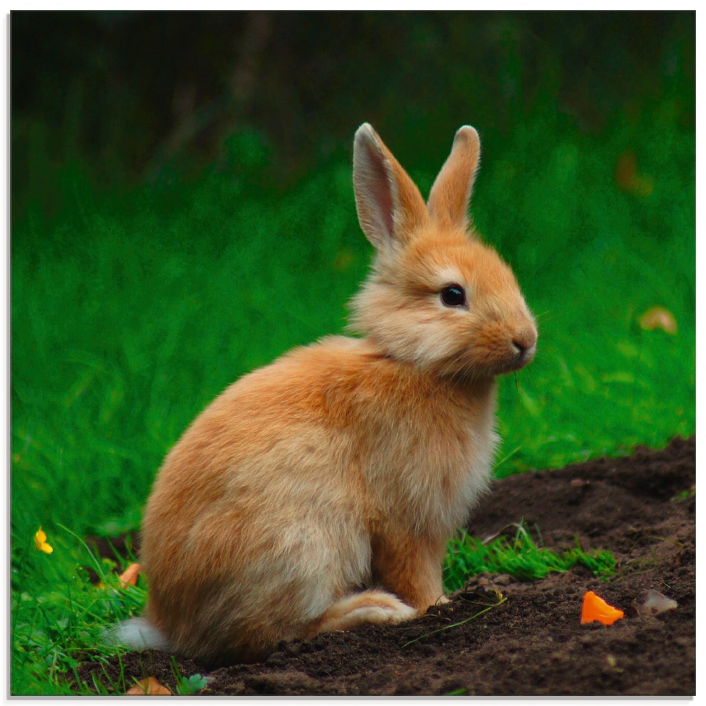 Artland Glasbild »Zwergkaninchen im Grünen«, Wildtiere, (1 St.)