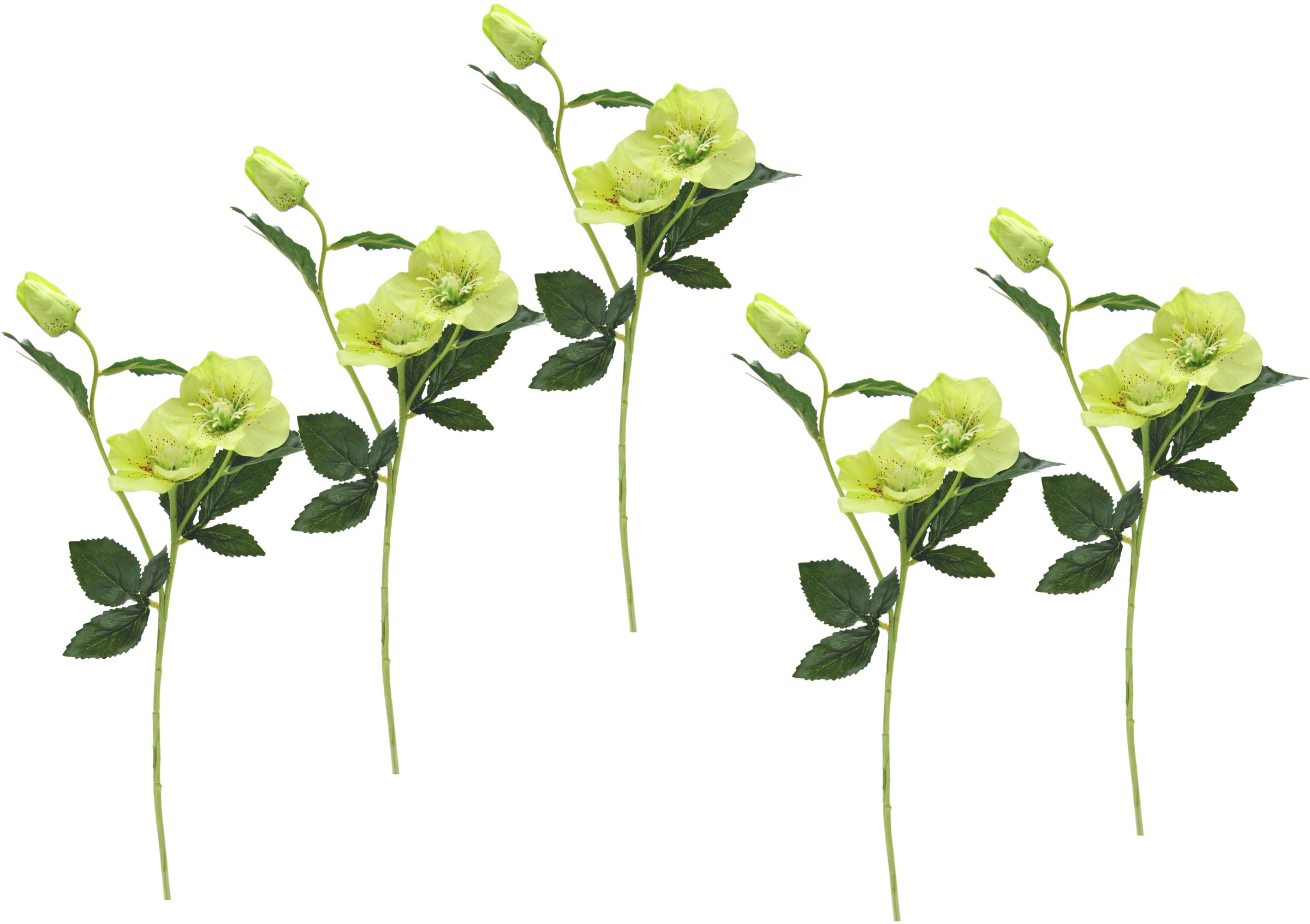 I.GE.A. bequem »Christrose«, kaufen 5er Kunstblume Set Künstlich Seidenblumen,