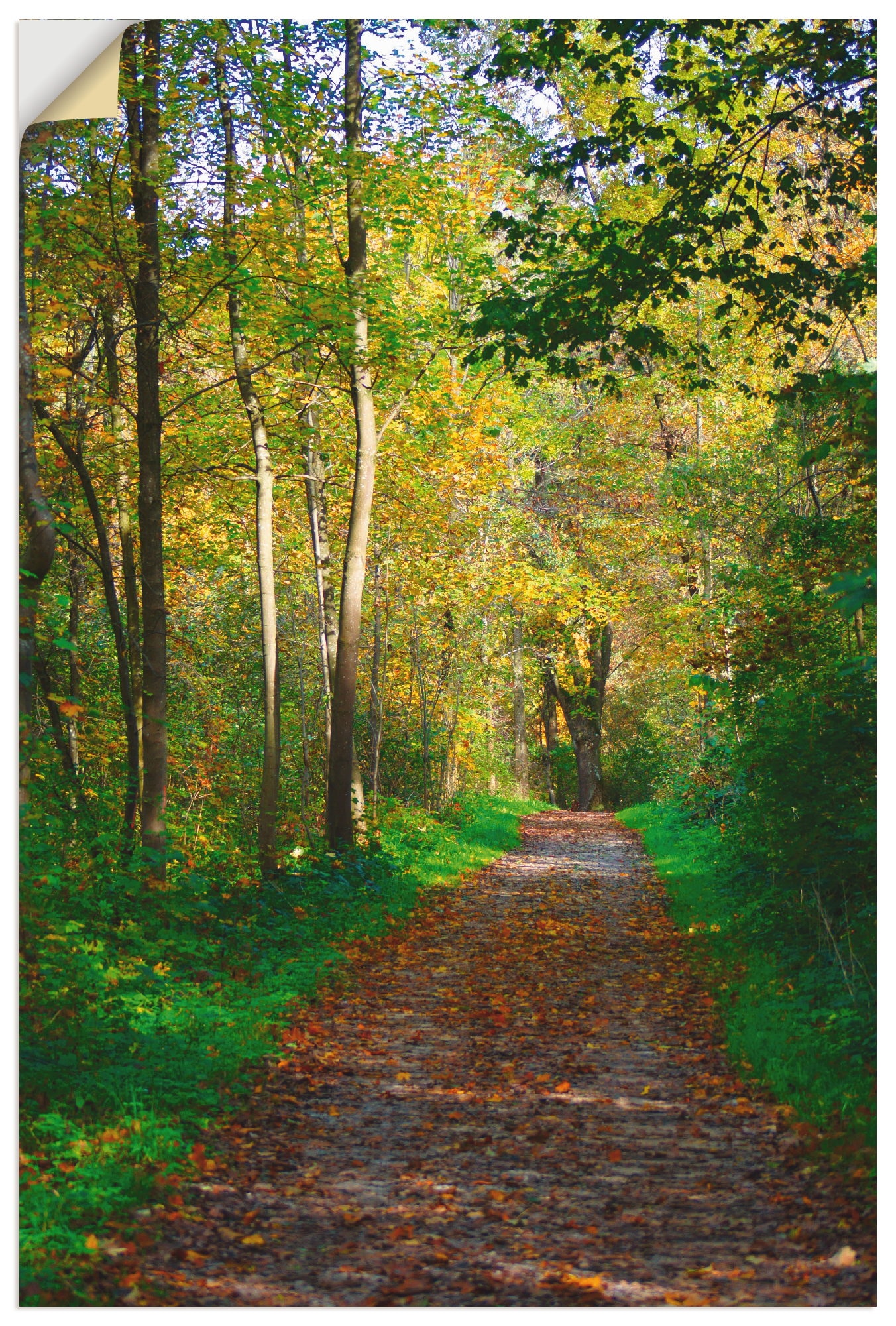 Artland Wandbild »Weg im St.), versch. Größen auf Poster Wald«, als Wald, Herbst Alubild, (1 Wandaufkleber Raten Leinwandbild, oder bestellen in