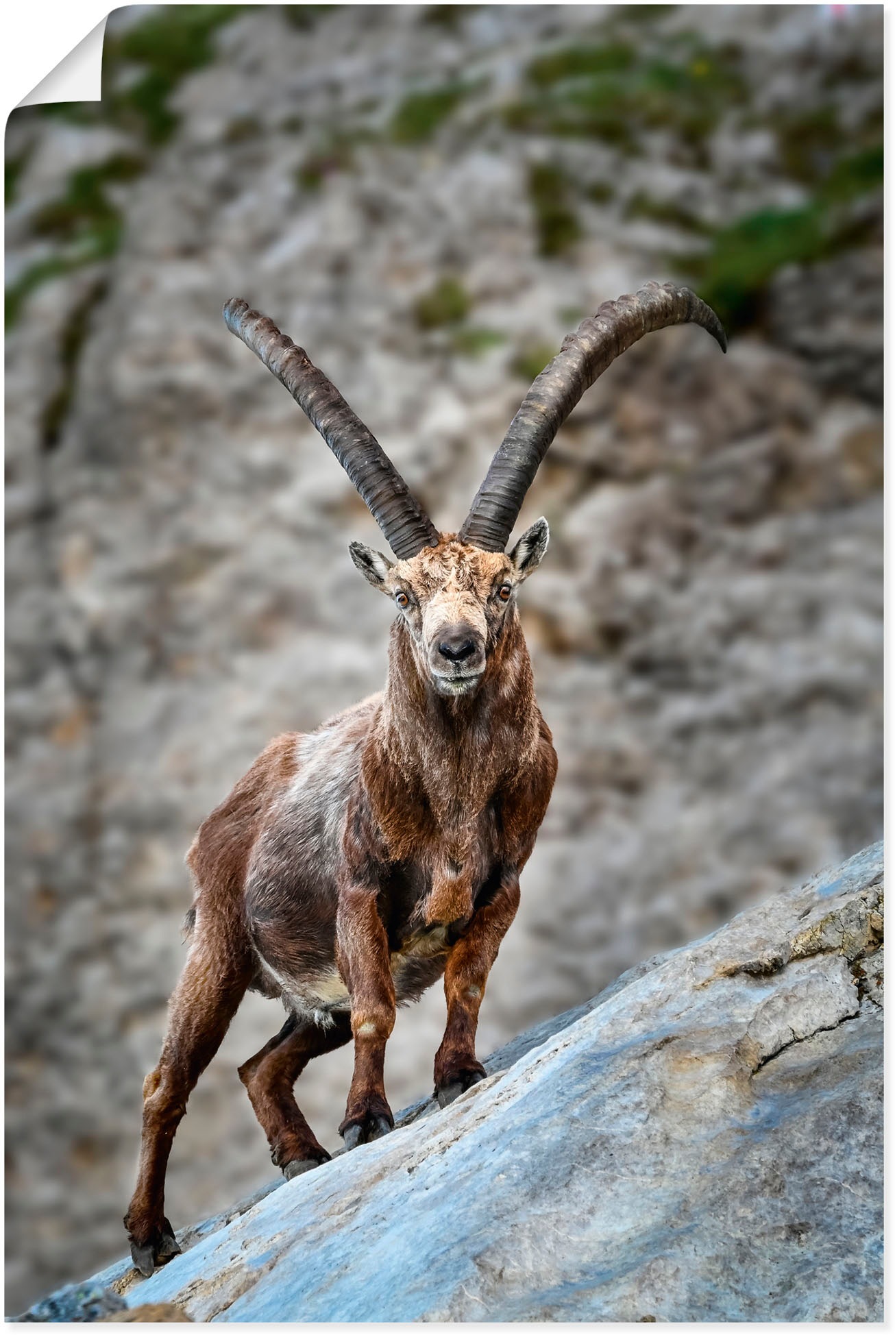 Poster »Steinbock mit großen Hörnern«, Ziegen, (1 St.), als Alubild, Leinwandbild,...