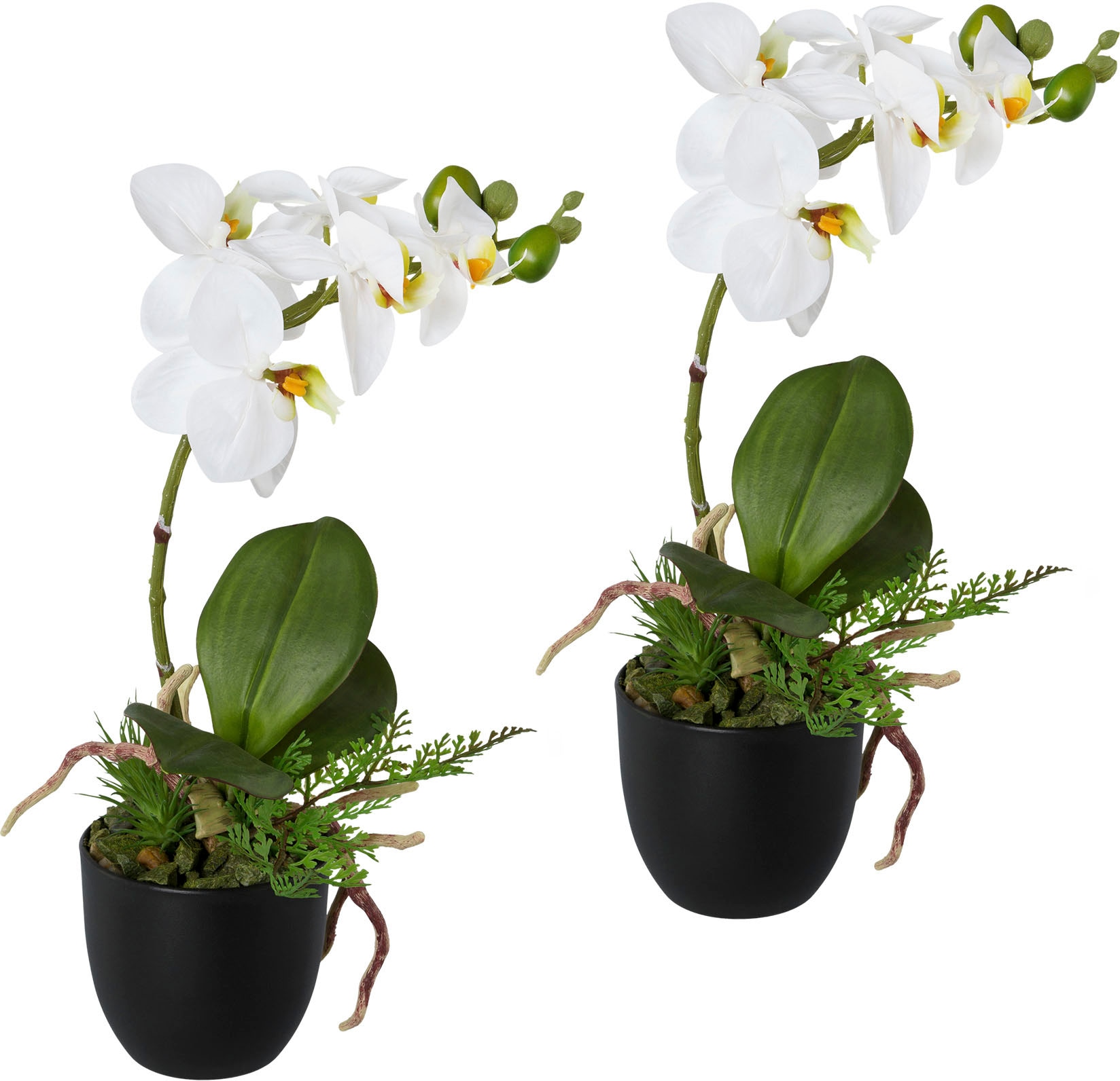 Creativ green Kunstorchidee »Phalaenopsis«, im Set, Kunststofftopf bestellen 2er bequem