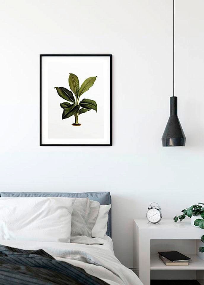 Komar Poster »Elastica Leaf«, Pflanzen-Blätter, (1 St.), Kinderzimmer,  Schlafzimmer, Wohnzimmer online kaufen | mit 3 Jahren XXL Garantie