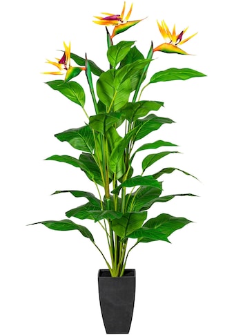 Creativ green Künstliche Zimmerpflanze »Strelitzie«, (1 St.) kaufen