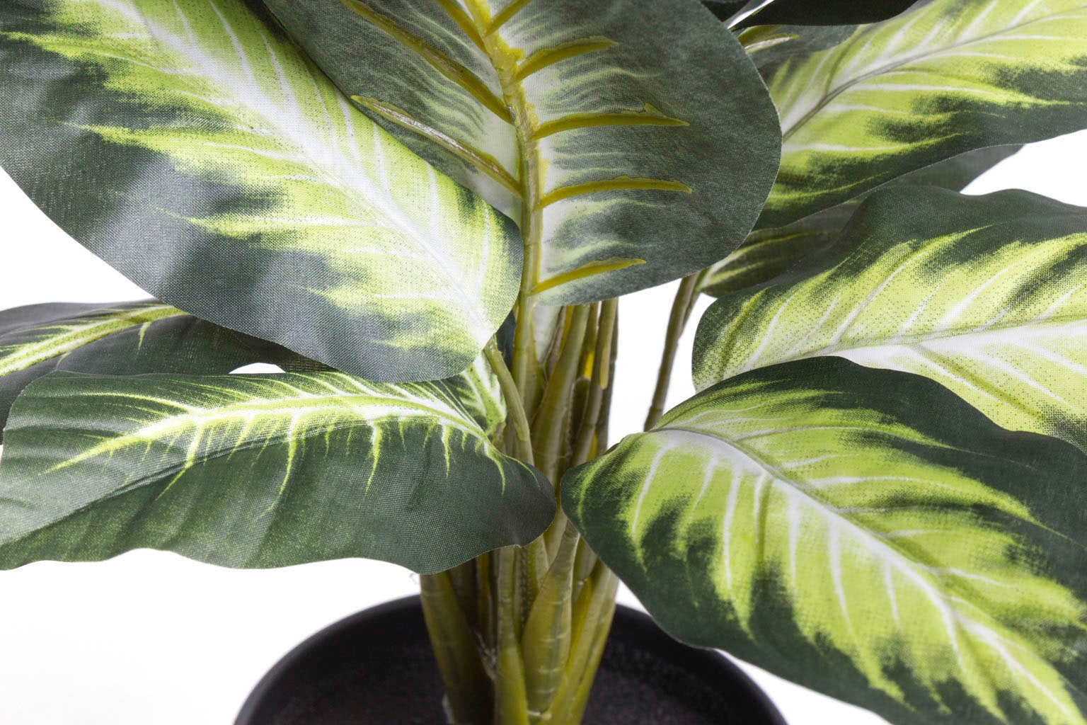 »Dieffenbachia« bequem Zimmerpflanze kaufen Botanic-Haus Künstliche