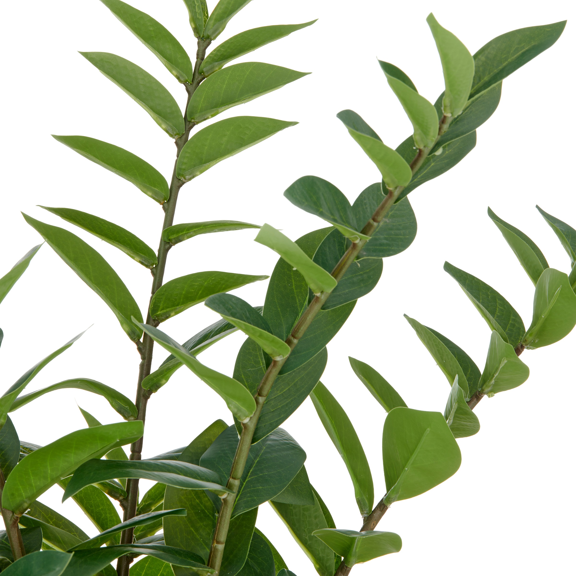 Creativ green Kunstpflanze »Zamifolia« mit detailgetreuer Gestaltung