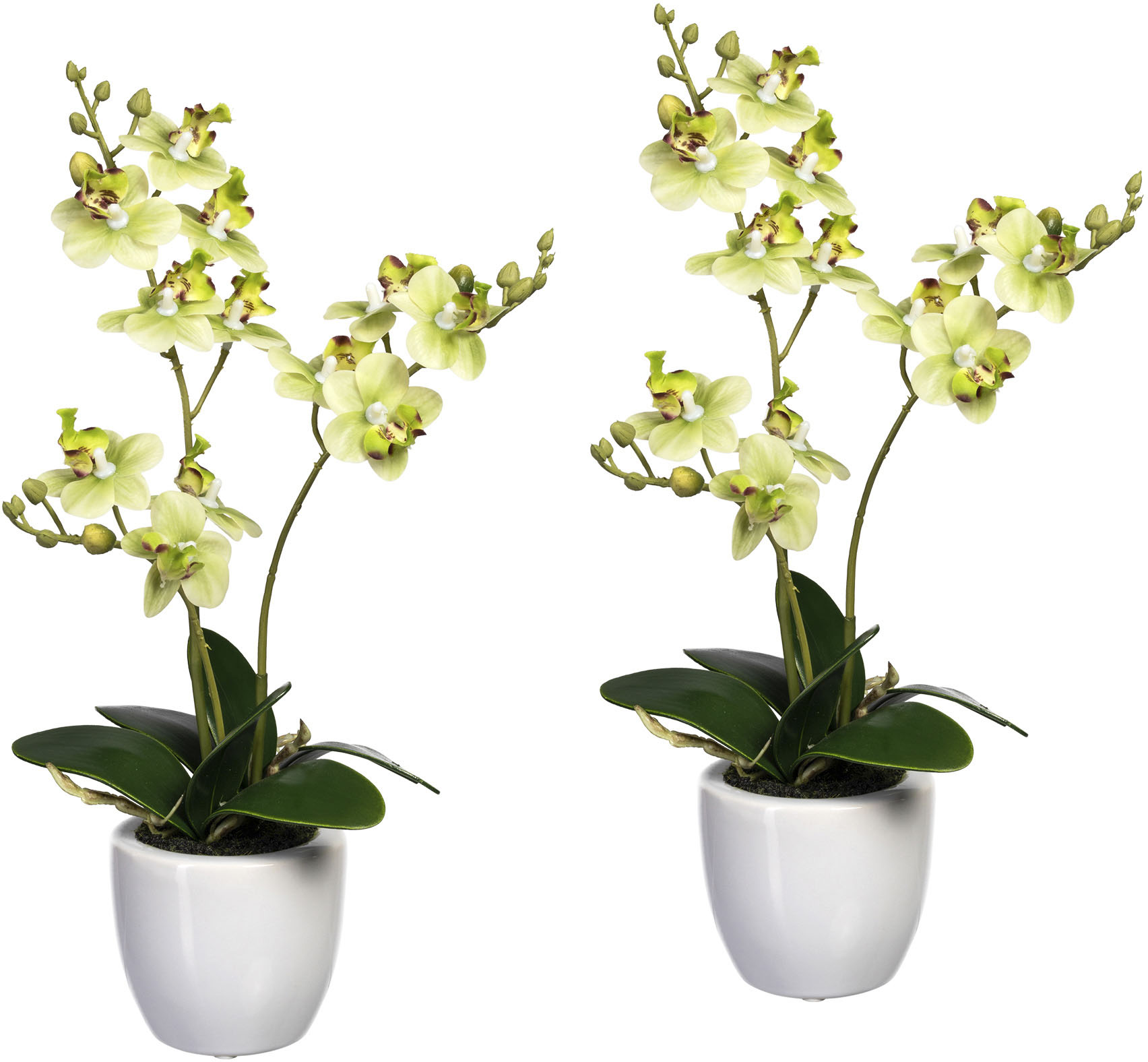 Creativ bequem Kunststoffschale 2er Kunstorchidee »Phalaenopsis«, green Set, bestellen in