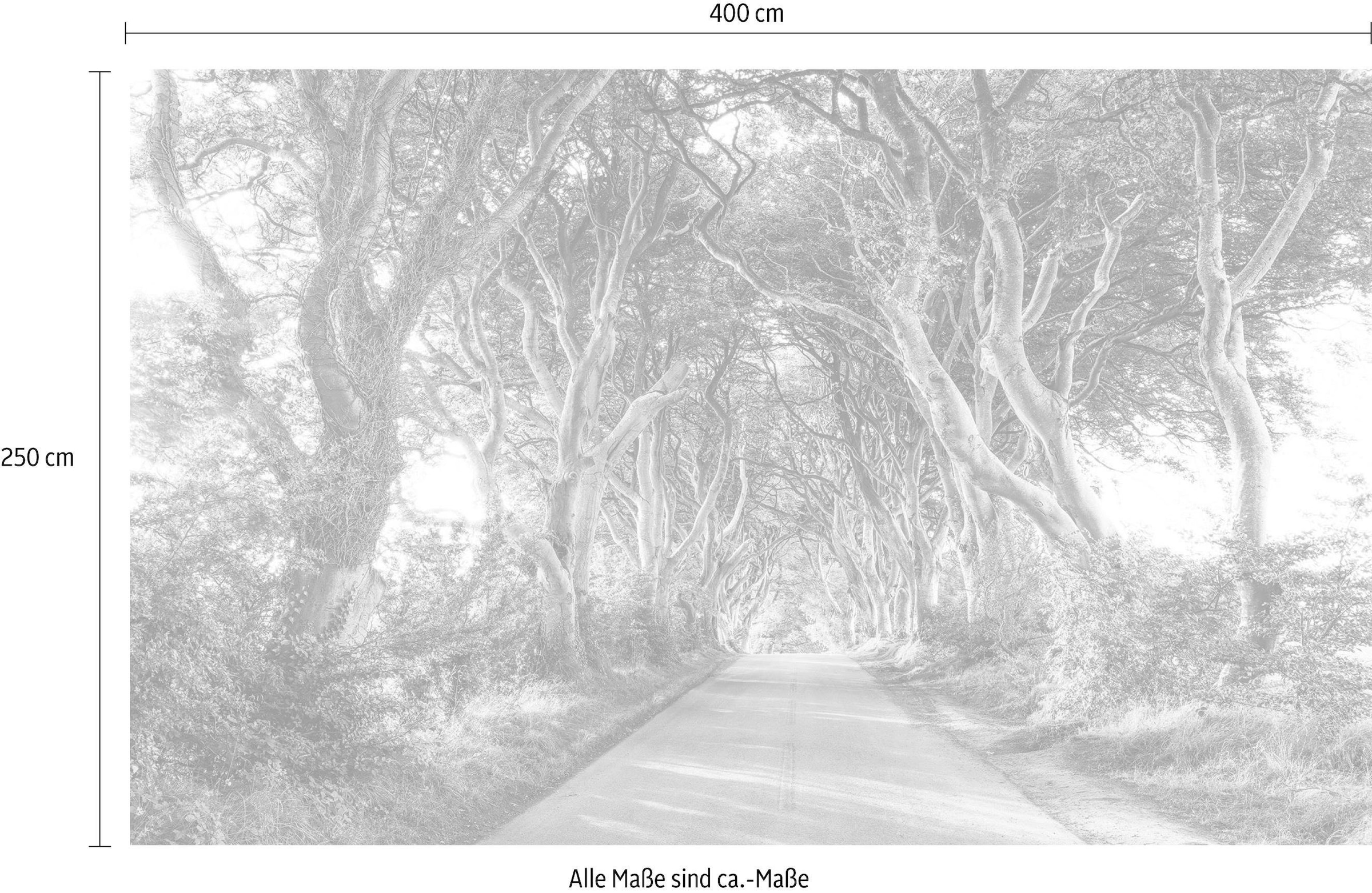 Komar Vliestapete »Digitaldruck Vlies -  Golden Hedges - Größe 400 x 250 cm« bedruckt glatt Wohnzimmer, Schlafzimmer