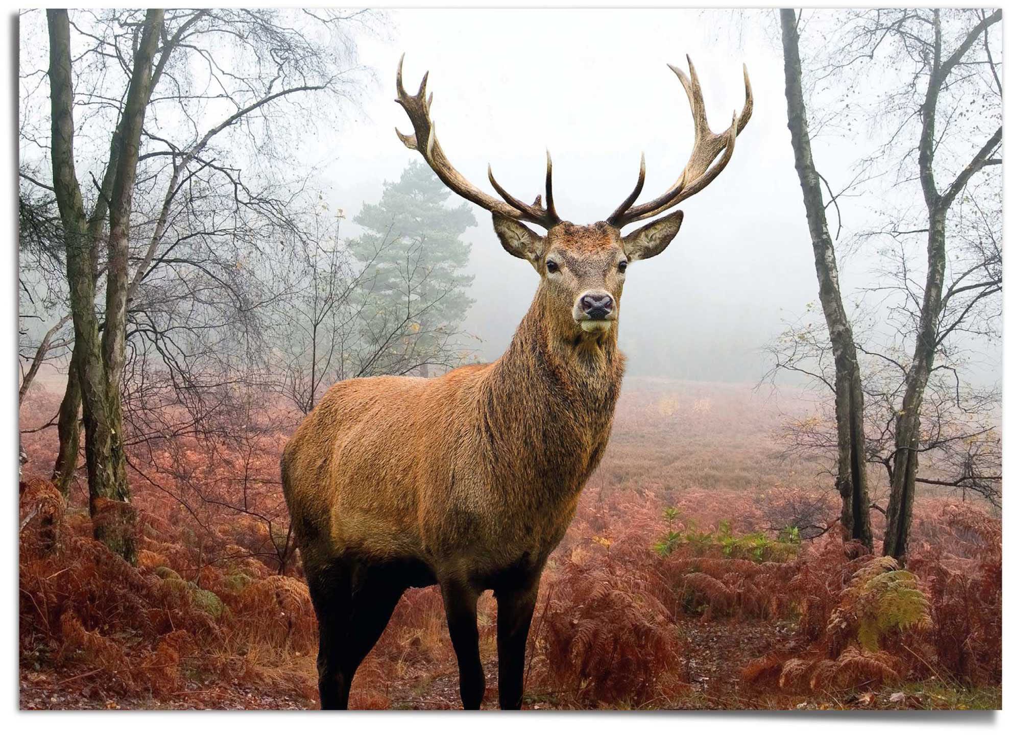 Reinders! Poster »Hirsch im Wald« auf Raten kaufen