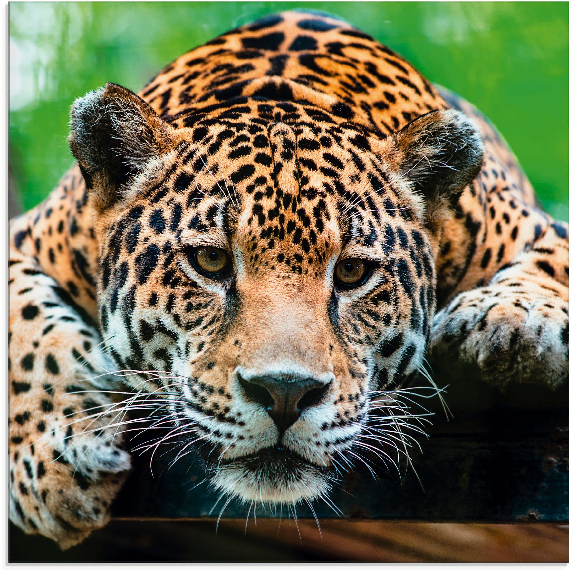 Artland Glasbild »Südamerikanischer Jaguar«, Wildtiere, (1 St.) auf Raten  bestellen