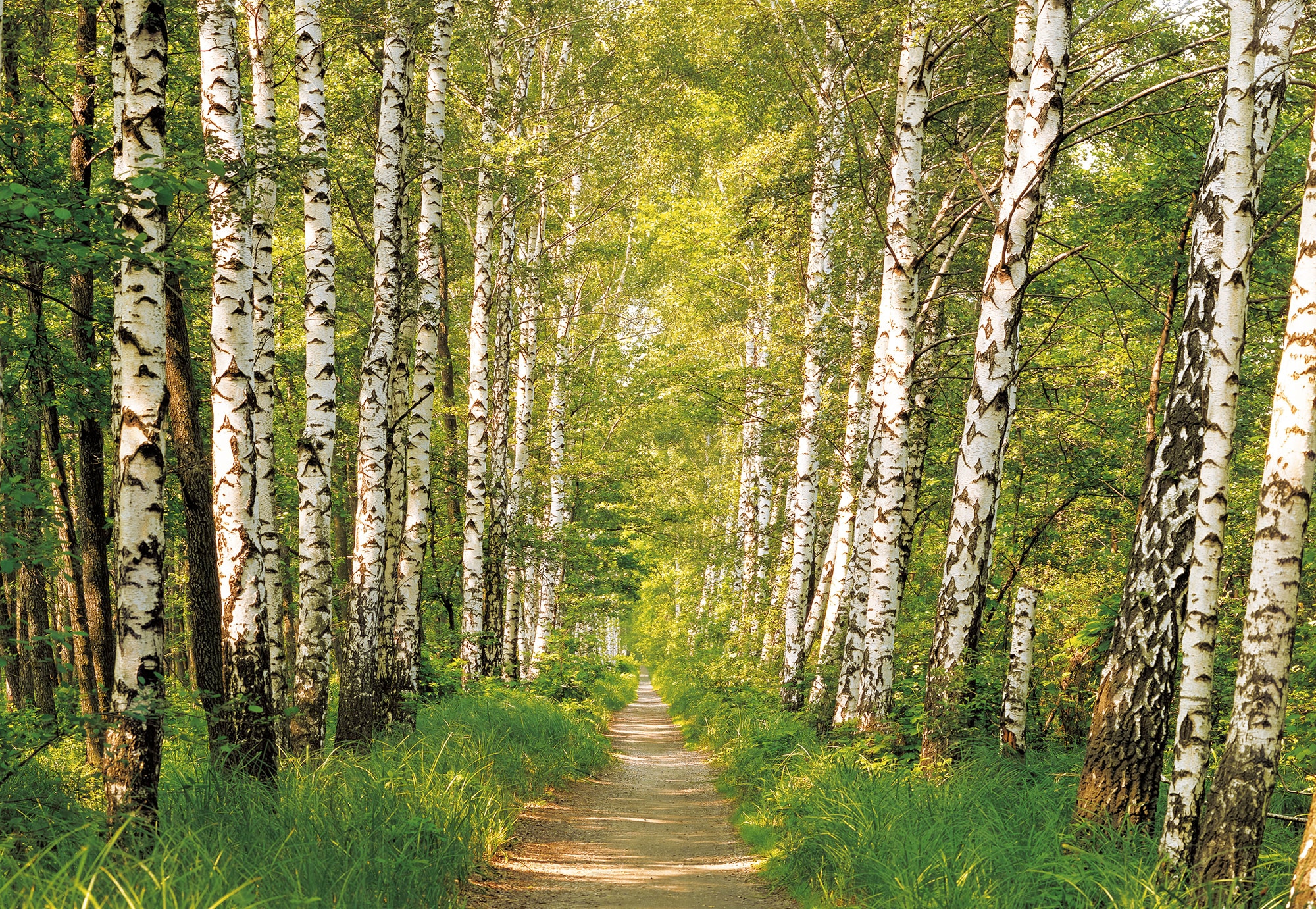 Komar Fototapete »Papier Fototapete - Birkenwald - Größe 368 x 254 cm« Motiv | bedruckt glatt