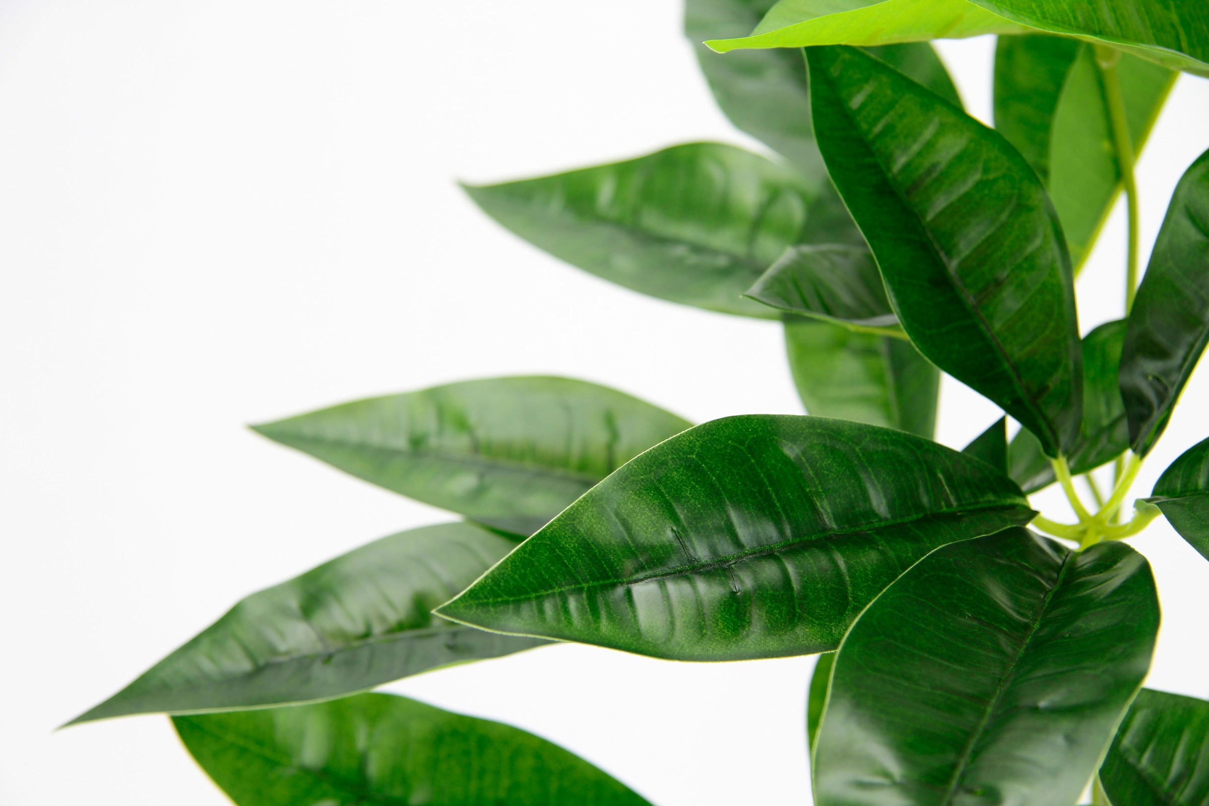 I.GE.A. Kunstpflanze »Schefflera«, Mit Übertopf Künstliche Seidenblumen
