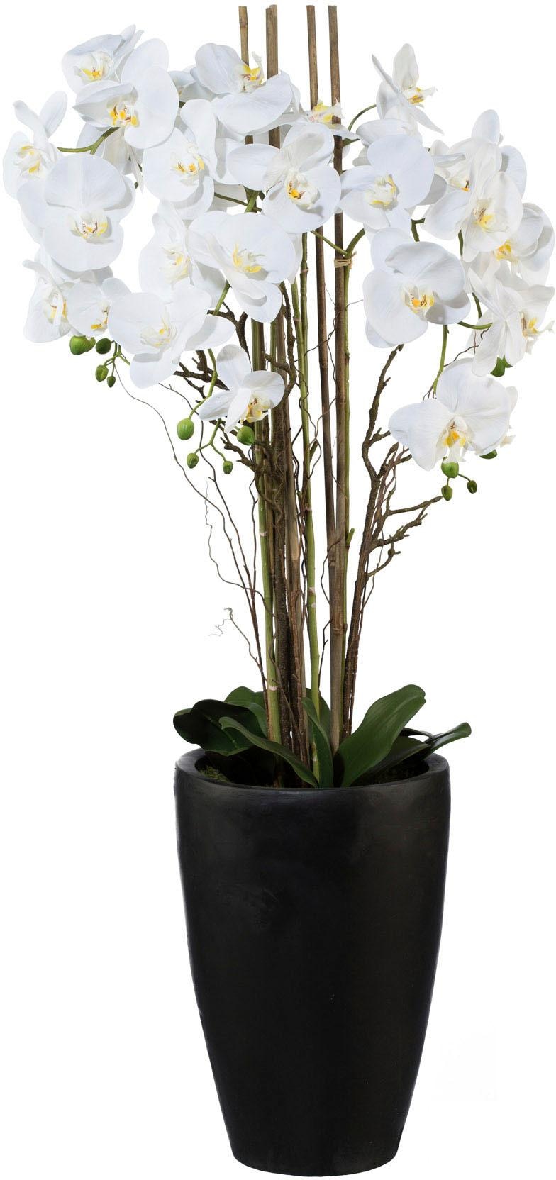 Kunstpflanze | XXL Jahren green »Phalaenopsis« mit 3 online Creativ kaufen Garantie