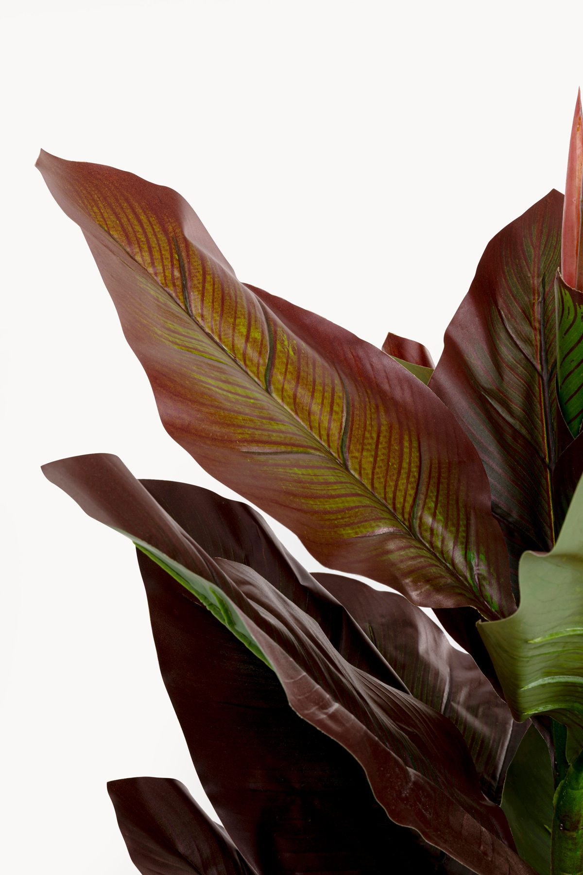 Kare Design Künstliche Zimmerpflanze »Deko-Pflanze Canna Lily« 115 oder 165 cm Höhe
