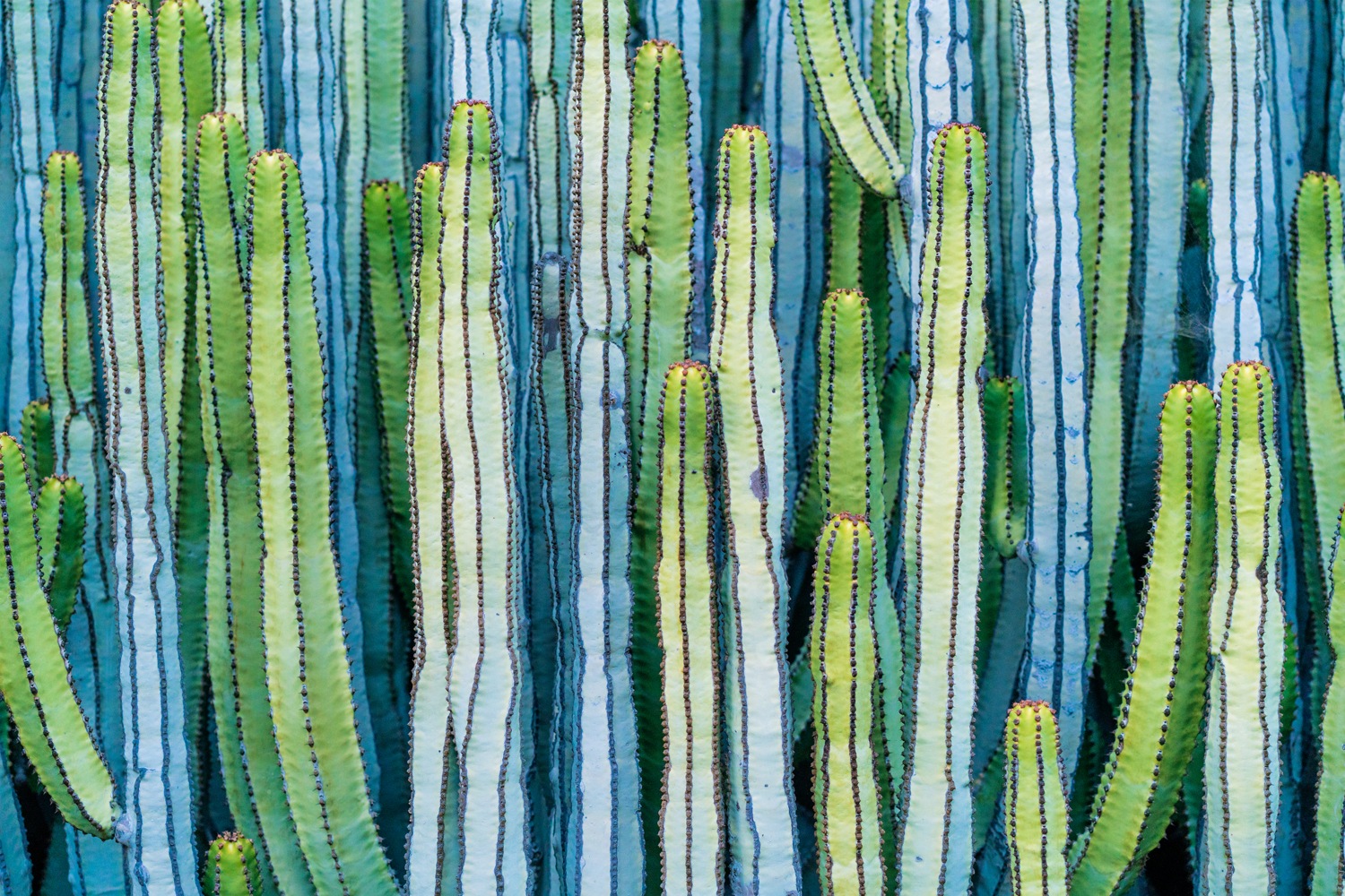 queence Leinwandbild "Cactus"