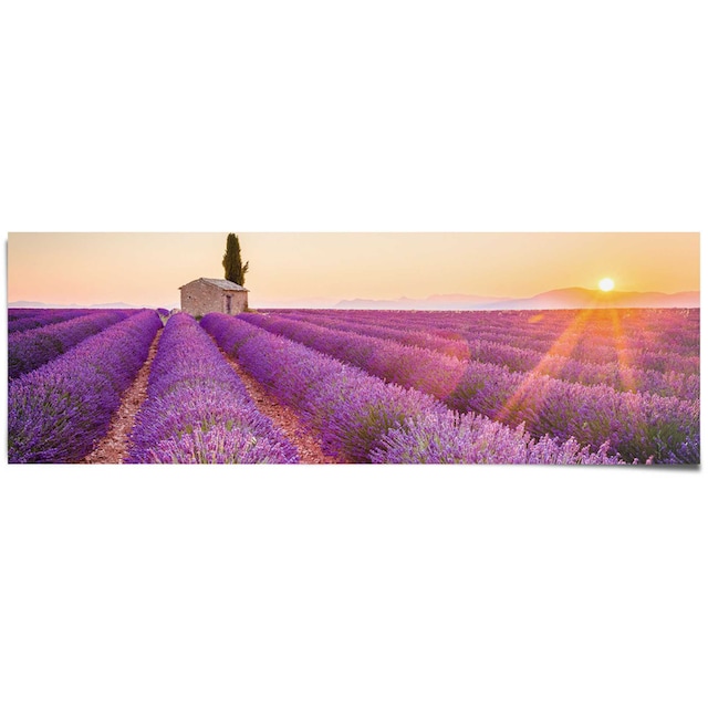 Reinders! Poster »Lavendel Horizont«, (1 St.) auf Raten bestellen