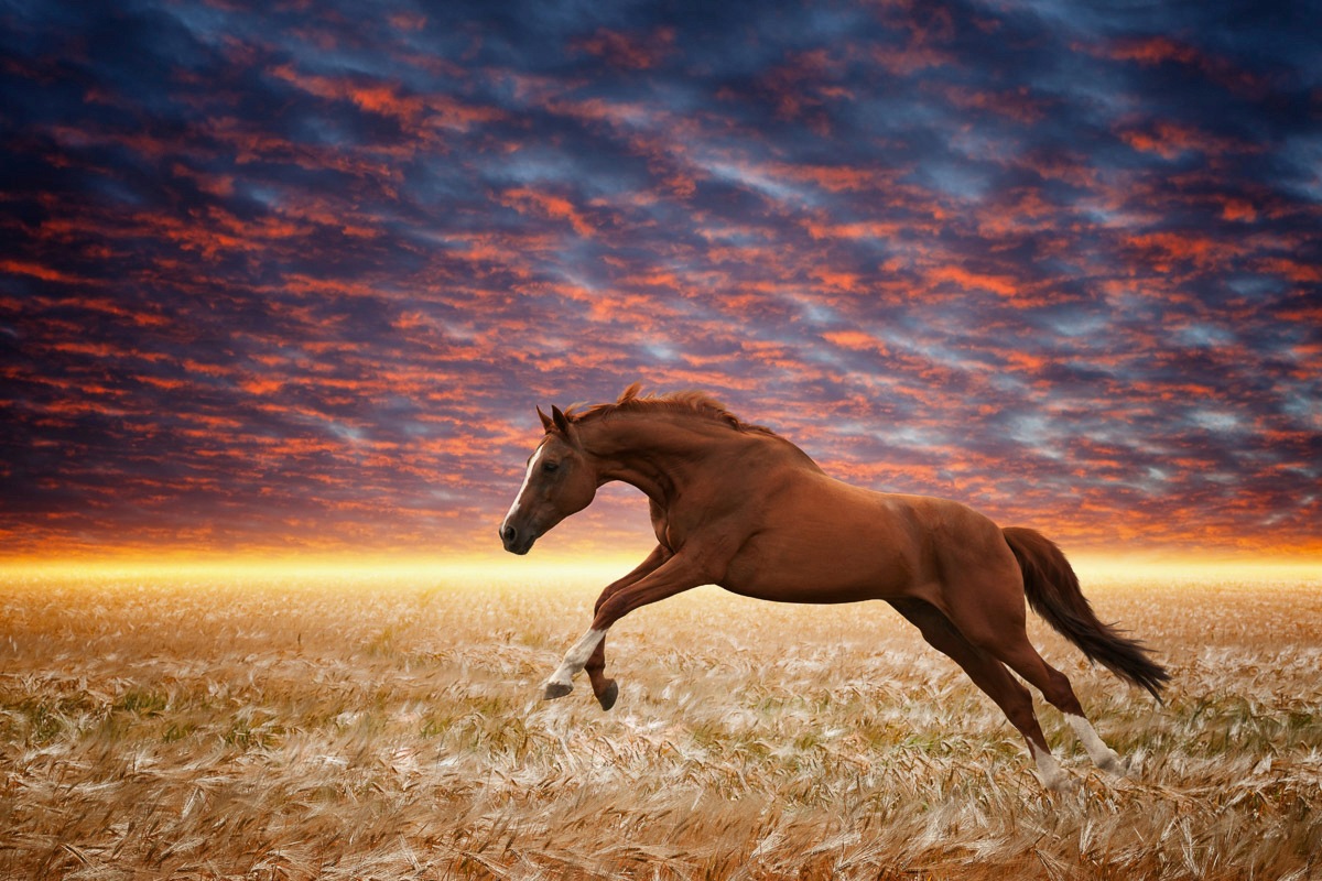 Papermoon Fototapete »Laufendes Pferd«