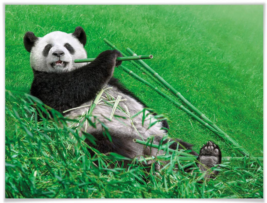 Wall-Art Poster »Waldtiere Bambus Panda«, Tiere, (1 St.), Poster, Wandbild,  Bild, Wandposter auf Rechnung kaufen